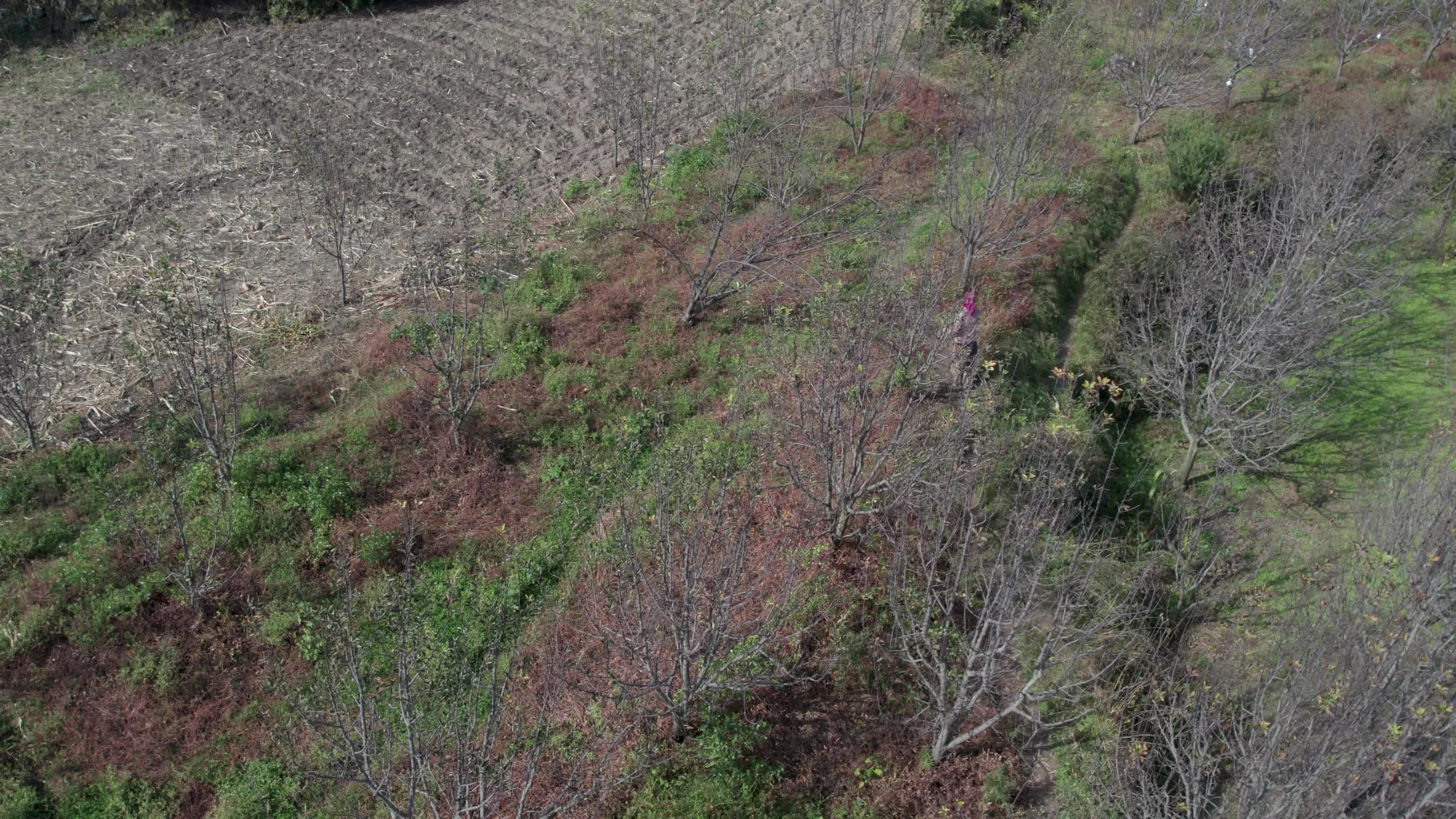 4K drone video of a lady Ayurvedic Doctor Collecting Herbs and Shrubs in a Scenic Mountain Village Terrain