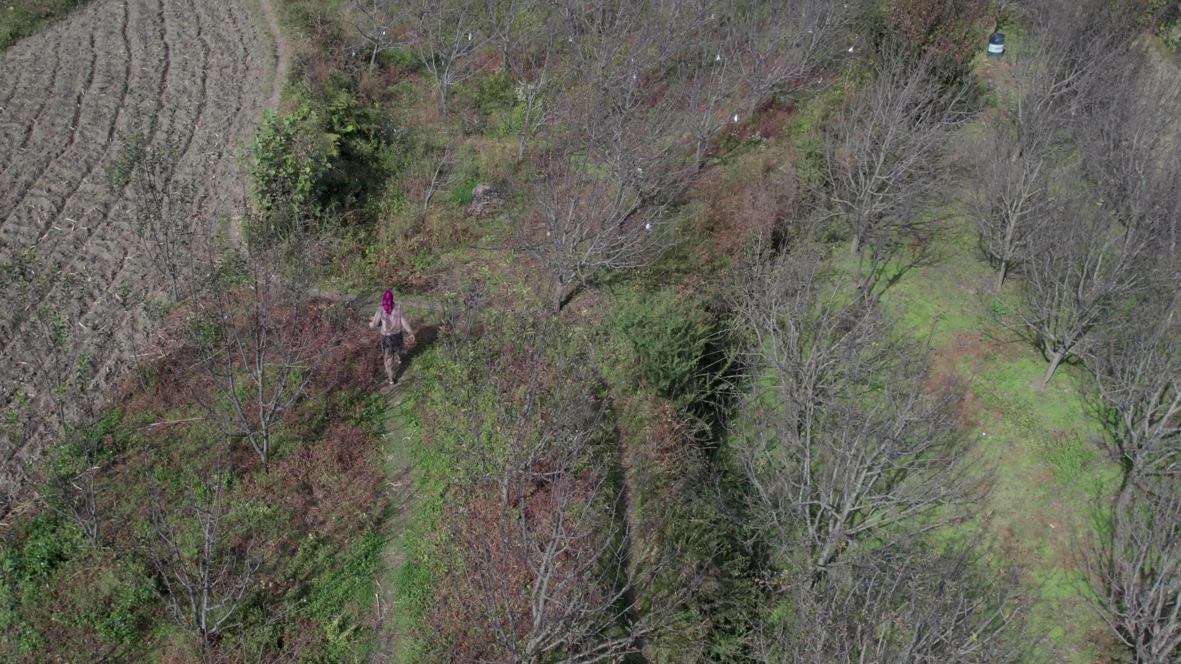 4K drone video of a lady Ayurvedic Doctor Collecting Herbs and Shrubs in a Scenic Mountain Village Terrain