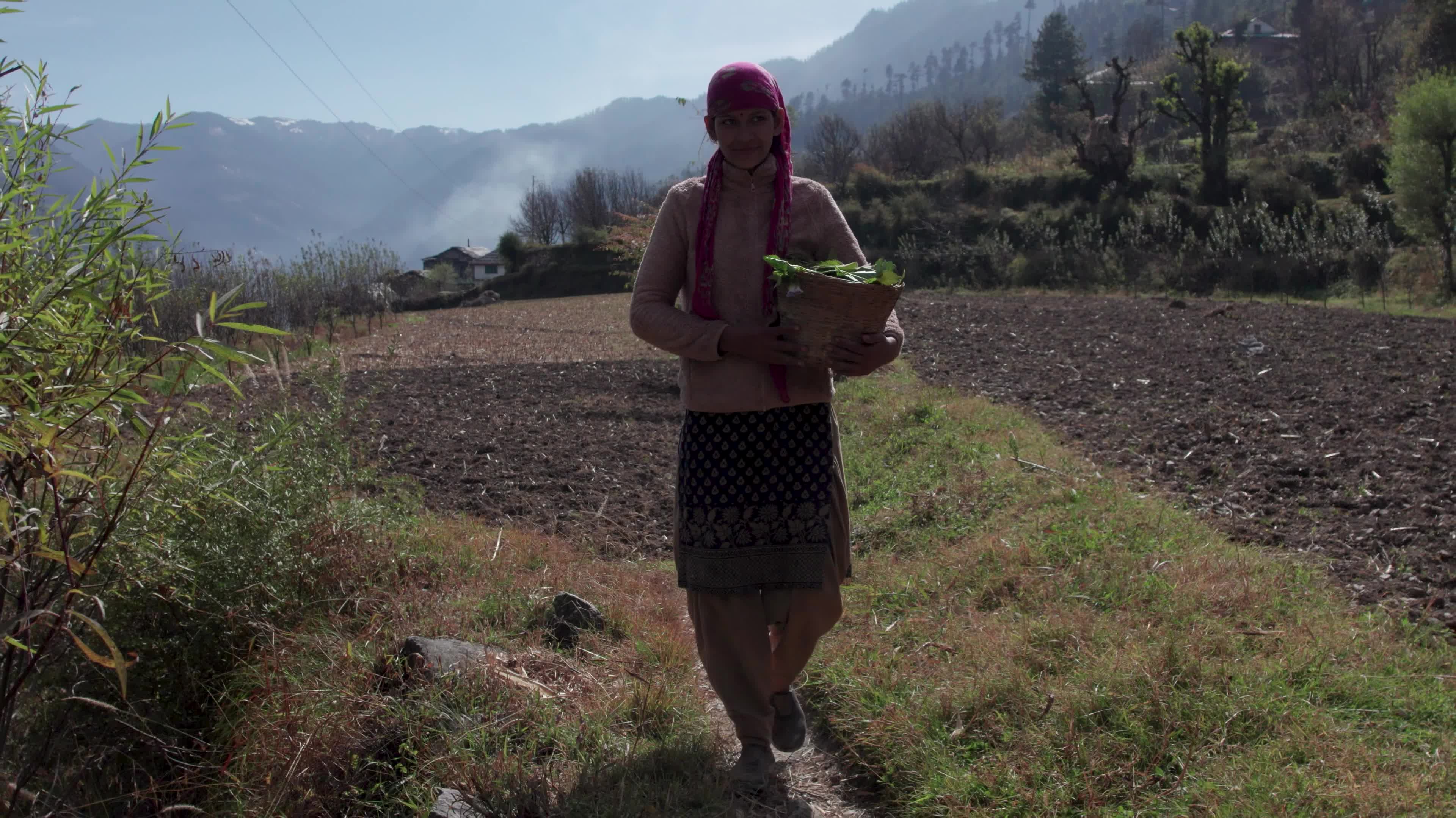 4K drone video of a lady Ayurvedic Doctor Collecting Herbs and Shrubs in a Scenic Mountain Village Terrain