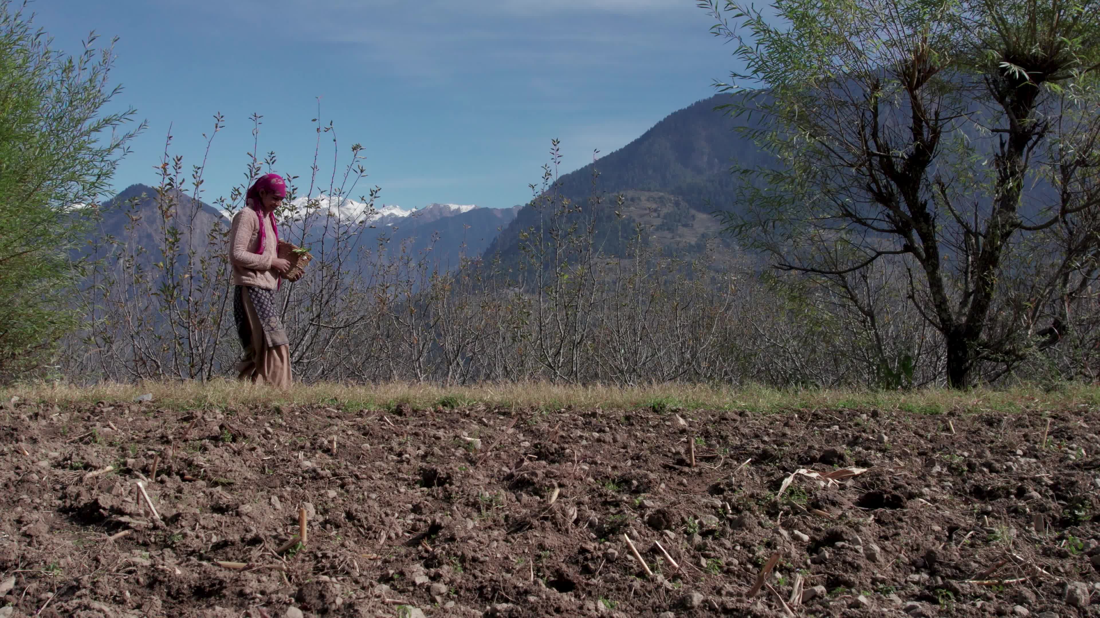 4K drone video of a lady Ayurvedic Doctor Collecting Herbs and Shrubs in a Scenic Mountain Village Terrain