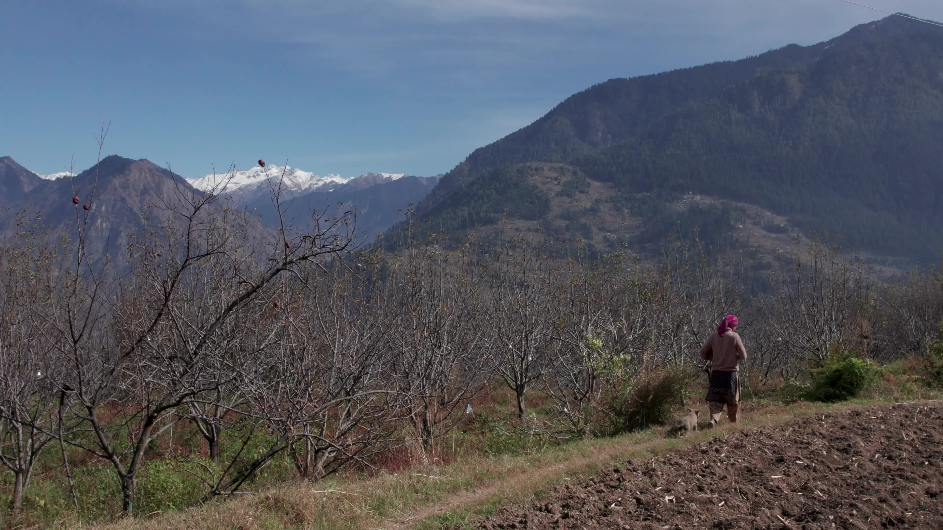 4K drone video of a lady Ayurvedic Doctor Collecting Herbs and Shrubs in a Scenic Mountain Village Terrain