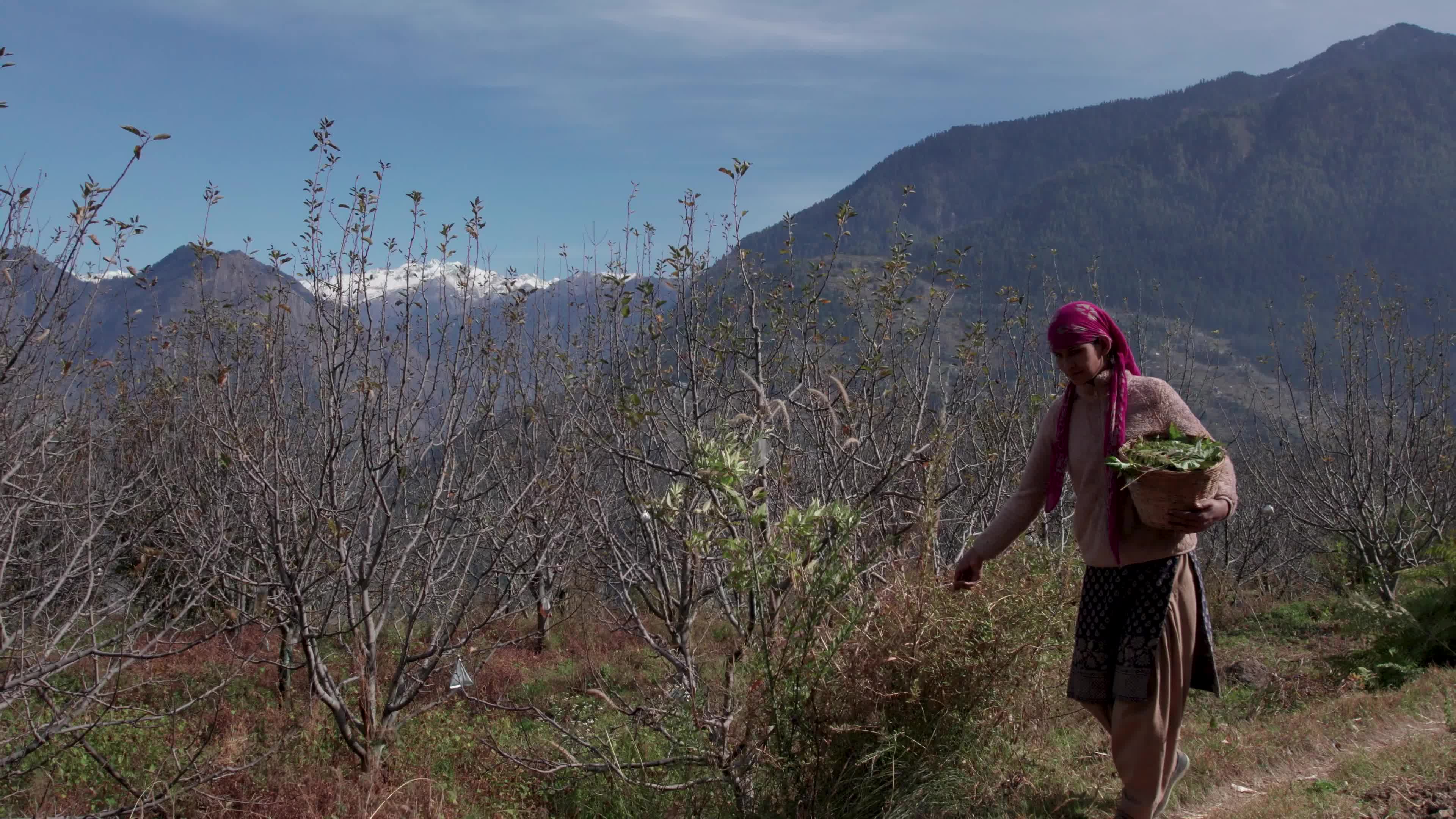 4K drone video of a lady Ayurvedic Doctor Collecting Herbs and Shrubs in a Scenic Mountain Village Terrain