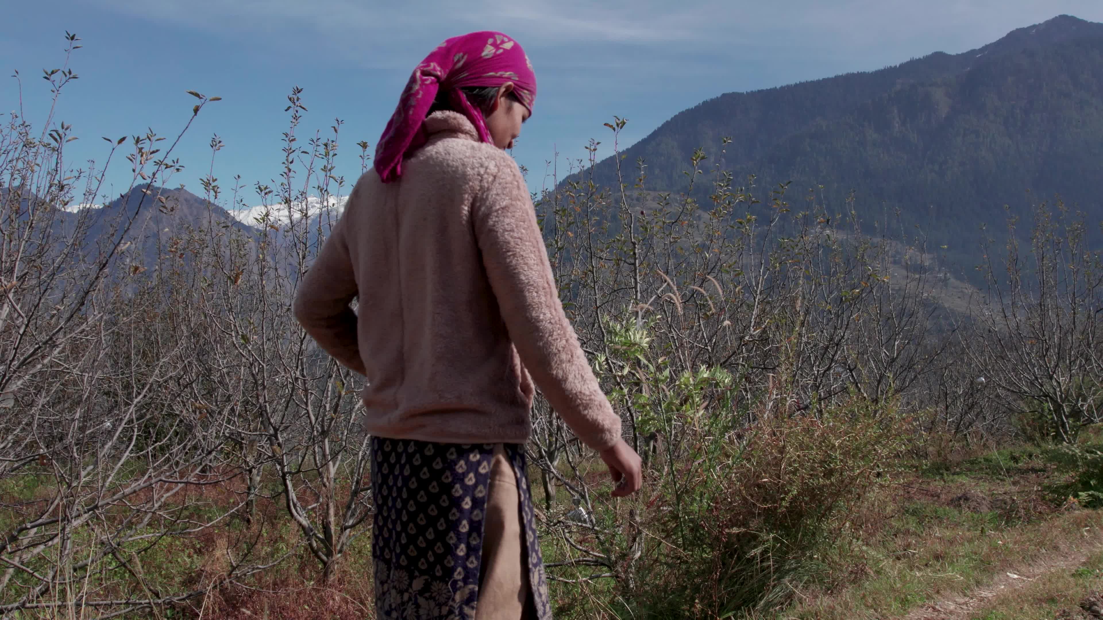 4K drone video of a lady Ayurvedic Doctor Collecting Herbs and Shrubs in a Scenic Mountain Village Terrain
