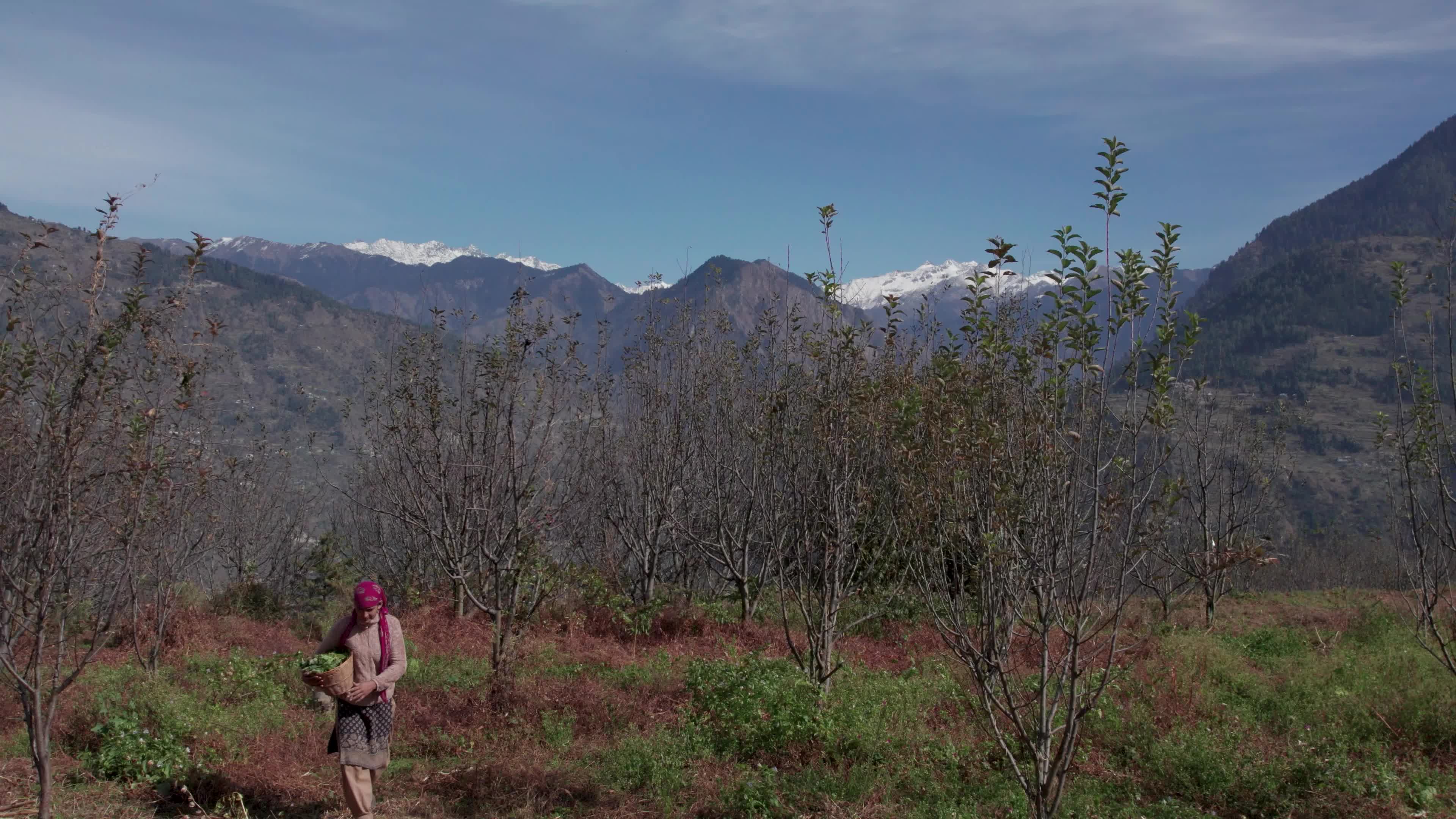 4K drone video of a lady Ayurvedic Doctor Collecting Herbs and Shrubs in a Scenic Mountain Village Terrain