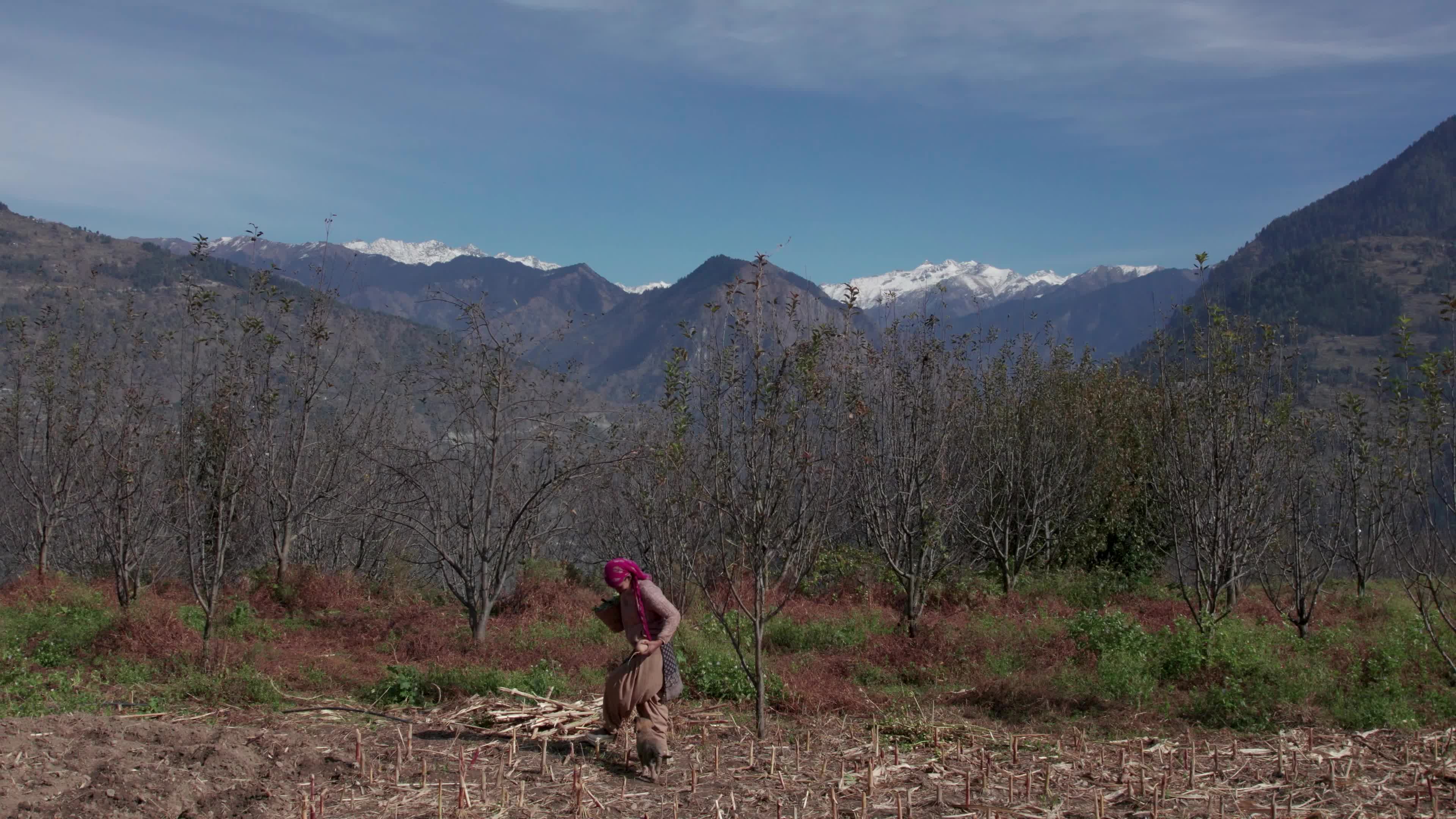 4K drone video of a lady Ayurvedic Doctor Collecting Herbs and Shrubs in a Scenic Mountain Village Terrain