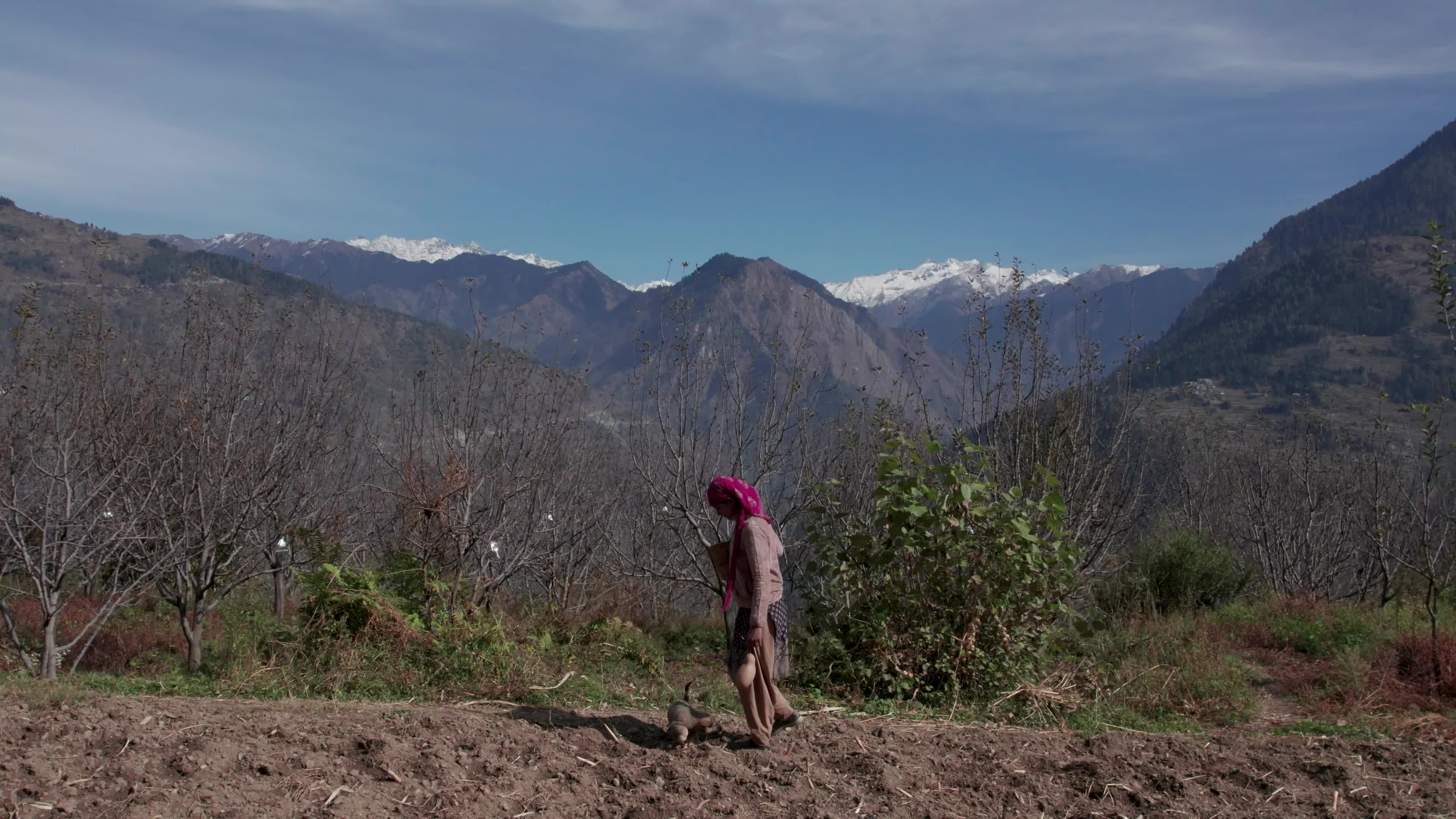4K drone video of a lady Ayurvedic Doctor Collecting Herbs and Shrubs in a Scenic Mountain Village Terrain