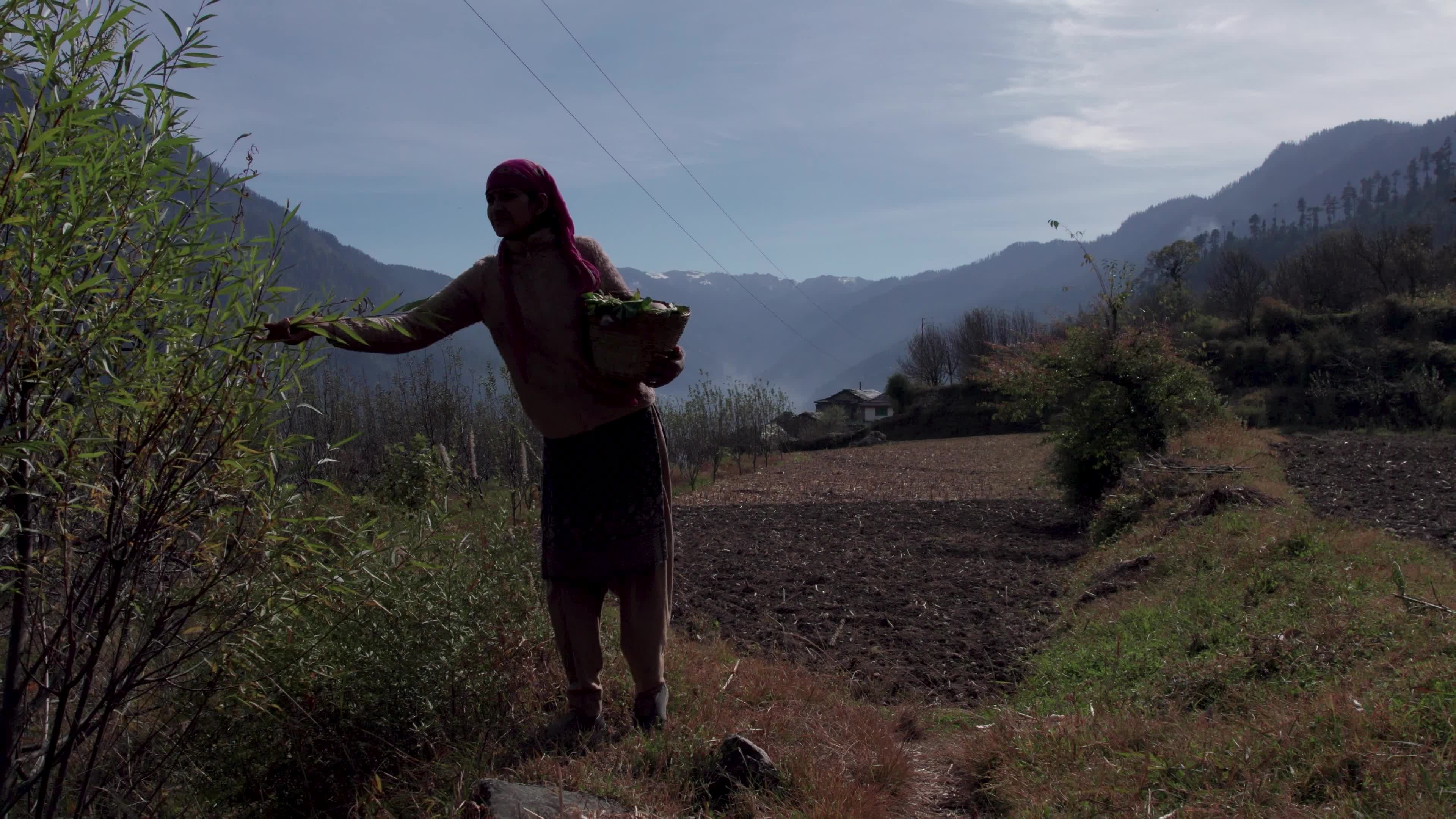 4K drone video of a lady Ayurvedic Doctor Collecting Herbs and Shrubs in a Scenic Mountain Village Terrain