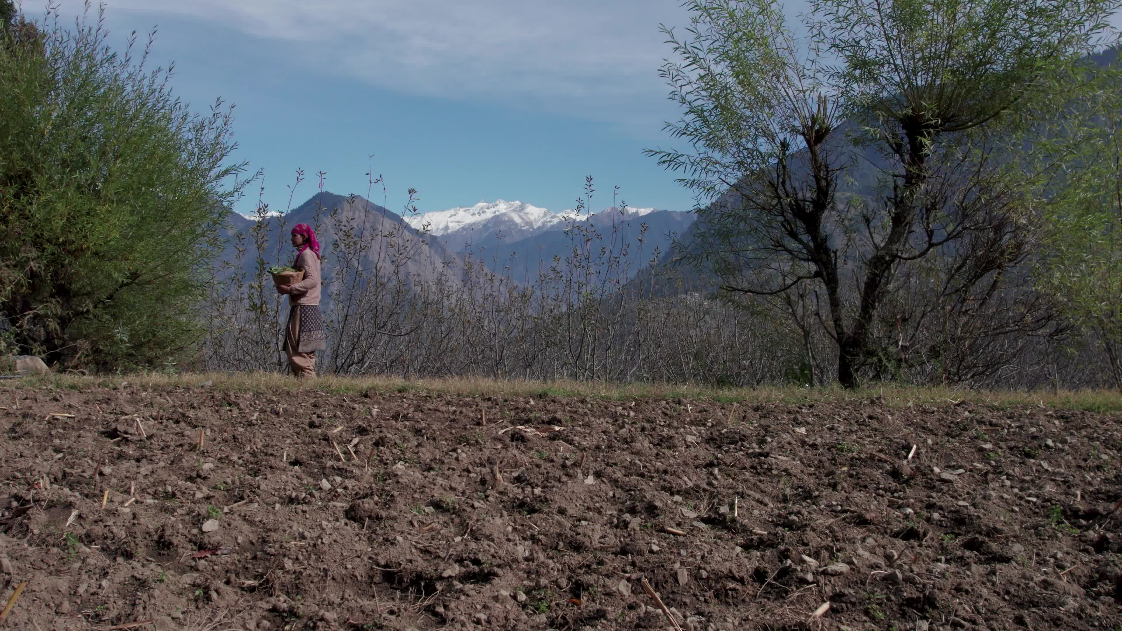 4K drone video of a lady Ayurvedic Doctor Collecting Herbs and Shrubs in a Scenic Mountain Village Terrain