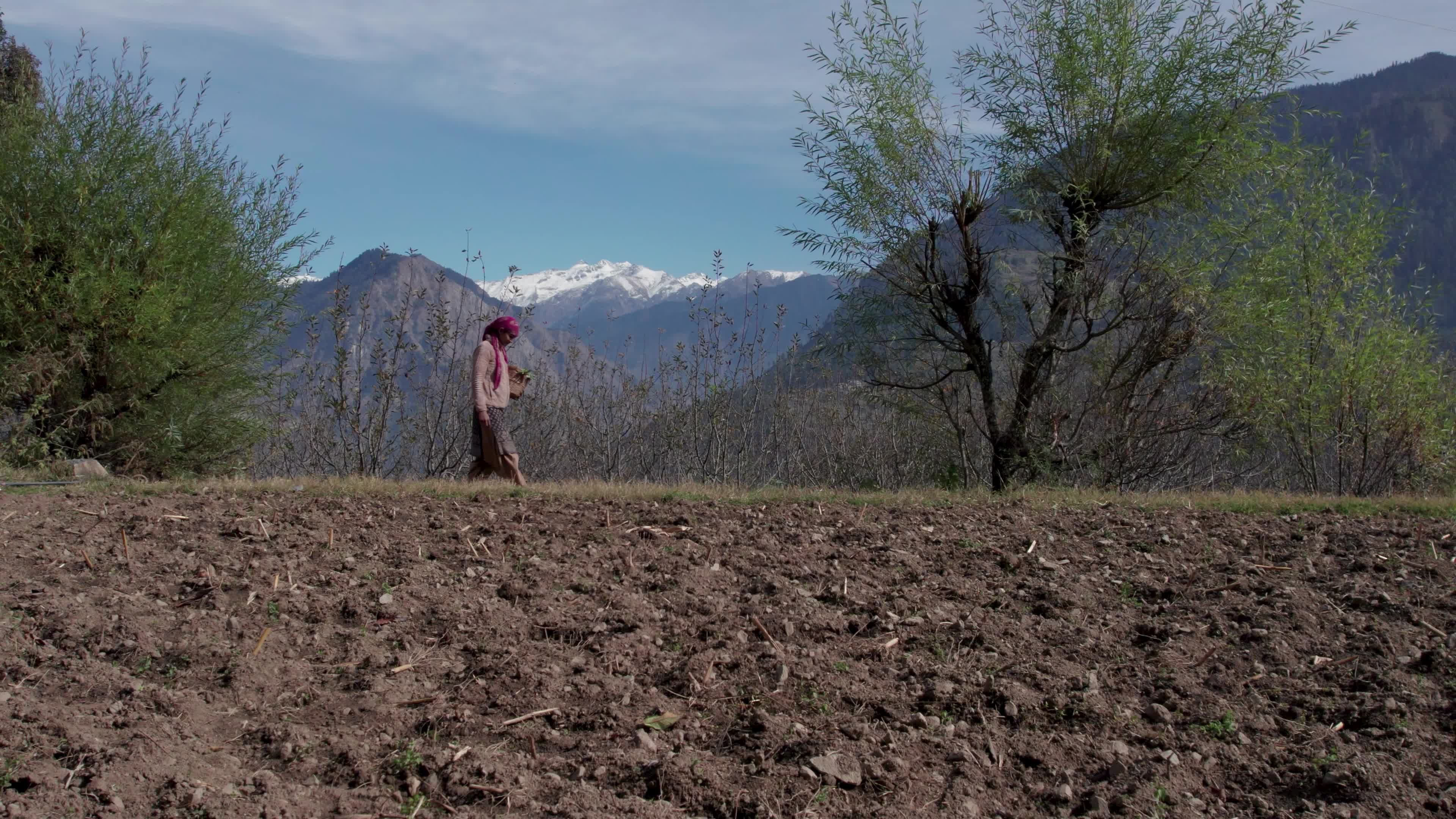 4K drone video of a lady Ayurvedic Doctor Collecting Herbs and Shrubs in a Scenic Mountain Village Terrain