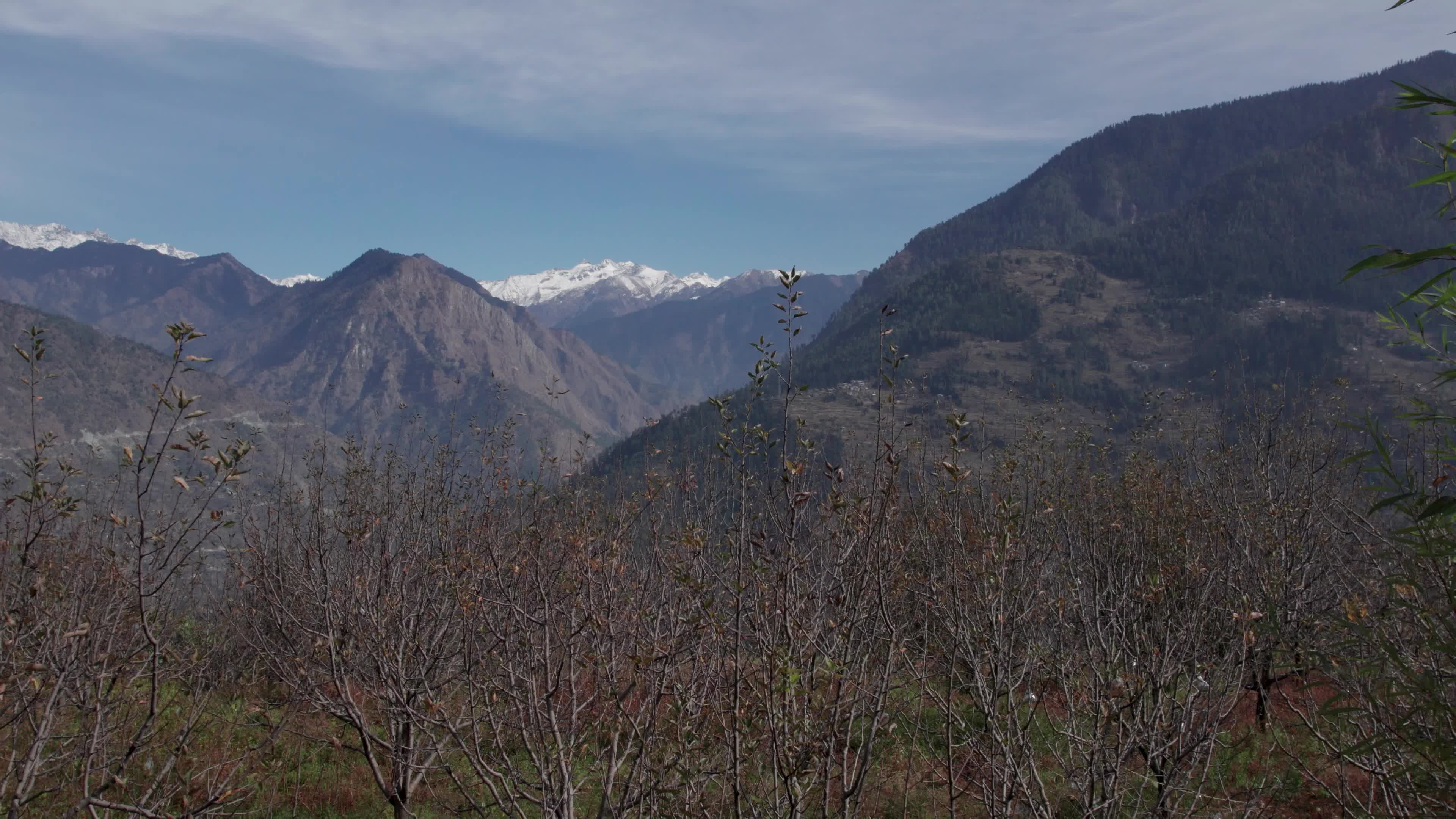 4K drone video of a lady Ayurvedic Doctor Collecting Herbs and Shrubs in a Scenic Mountain Village Terrain