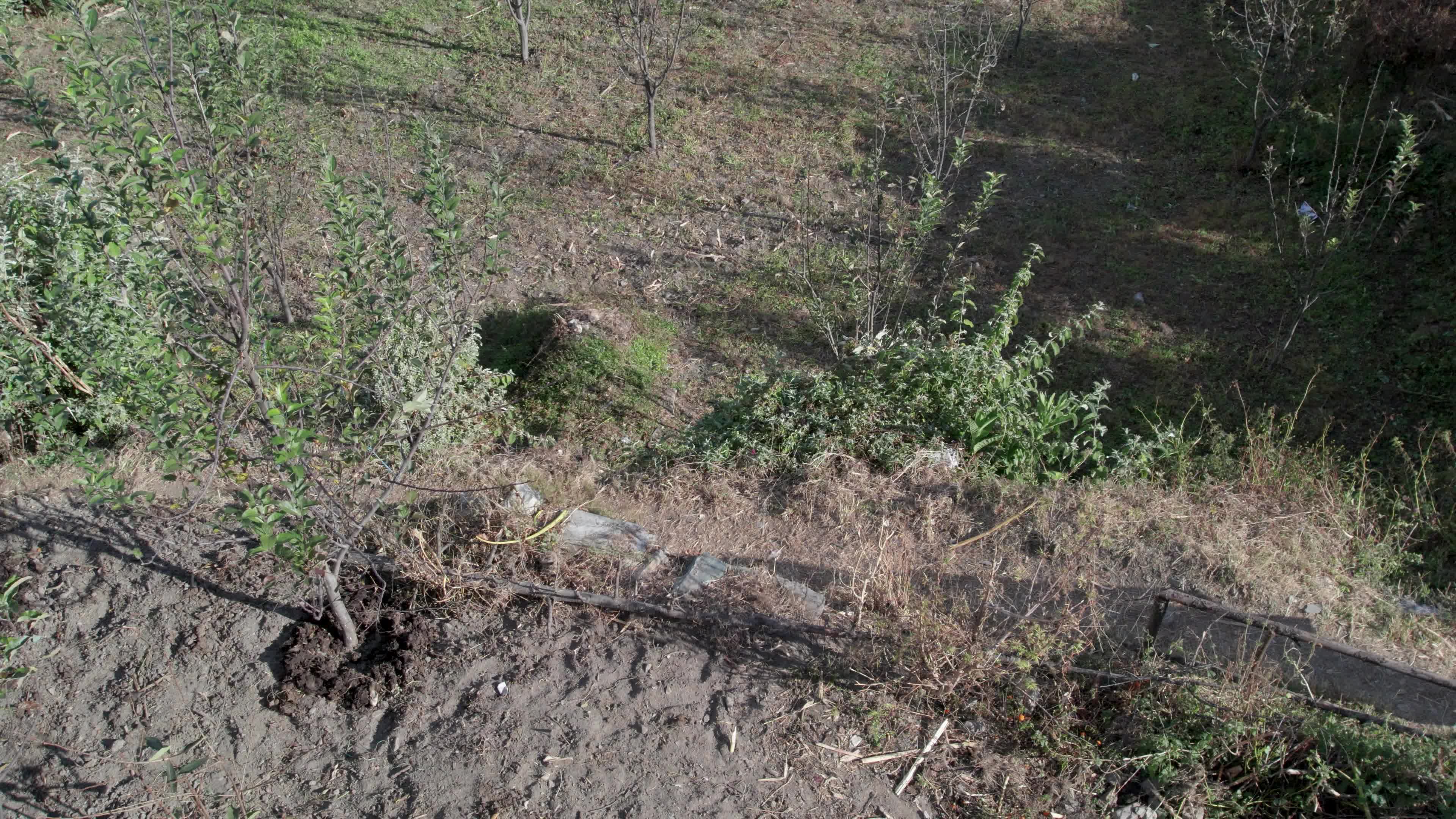 4K drone video of a lady Ayurvedic Doctor Collecting Herbs and Shrubs in a Scenic Mountain Village Terrain