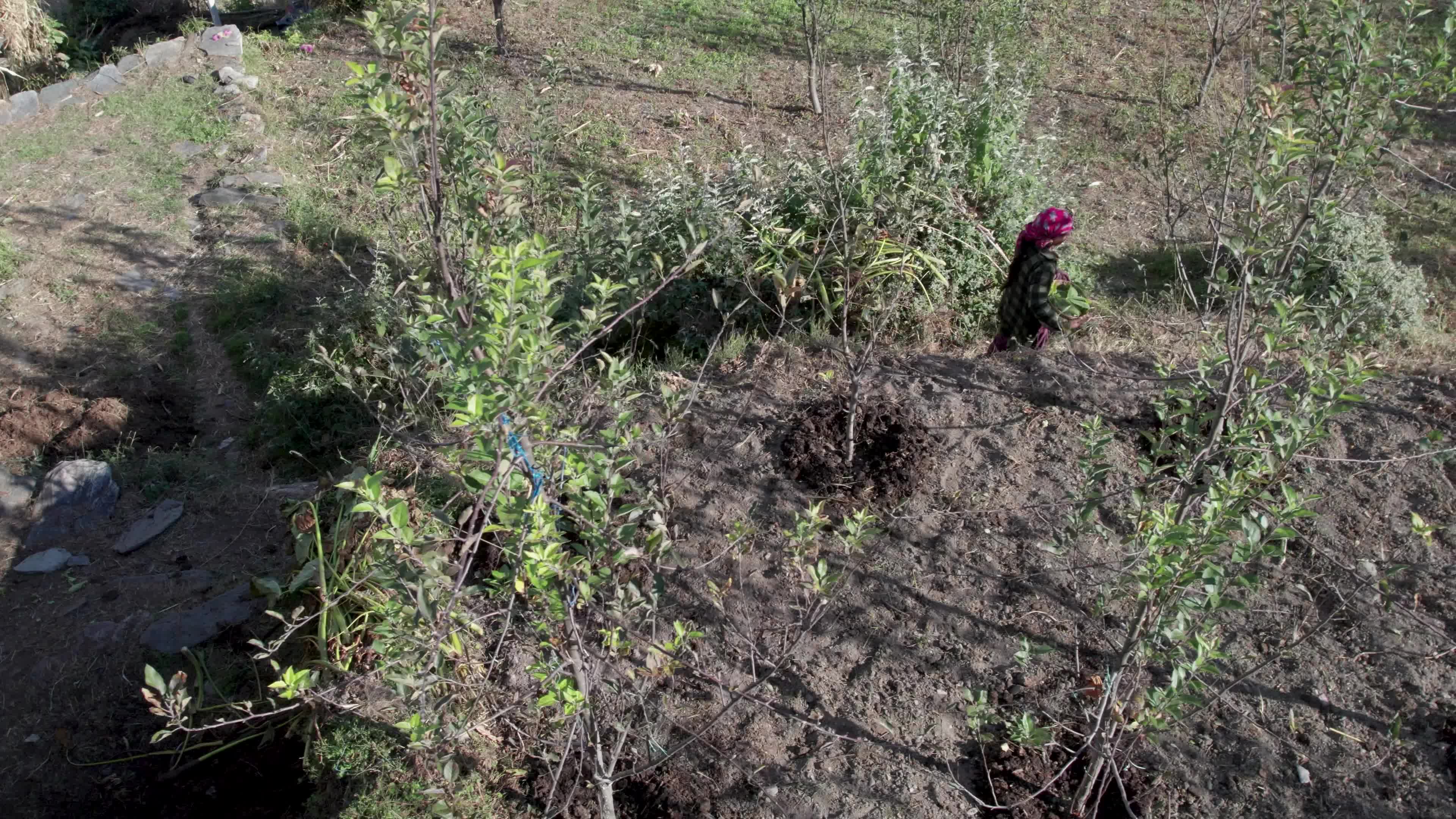 4K drone video of a lady Ayurvedic Doctor Collecting Herbs and Shrubs in a Scenic Mountain Village Terrain