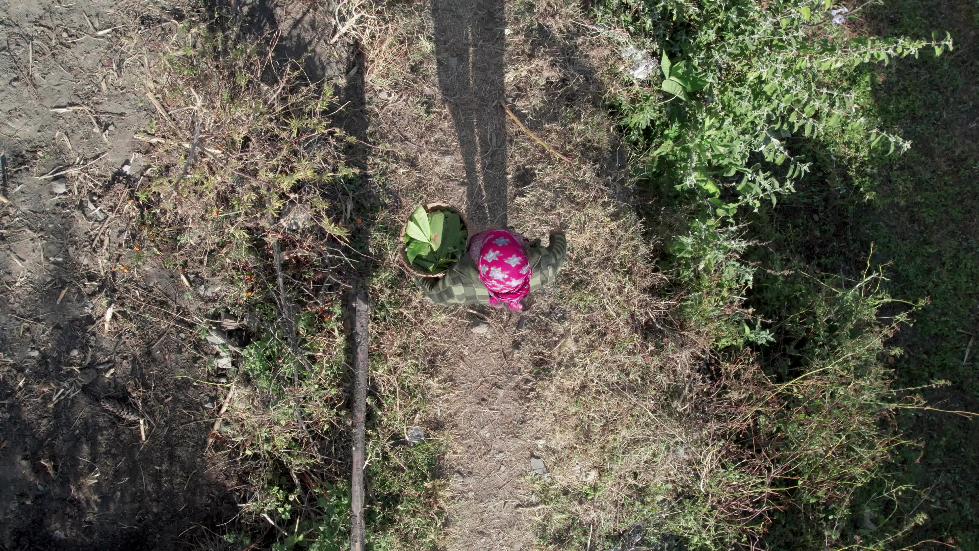 4K drone video of a lady Ayurvedic Doctor Collecting Herbs and Shrubs in a Scenic Mountain Village Terrain