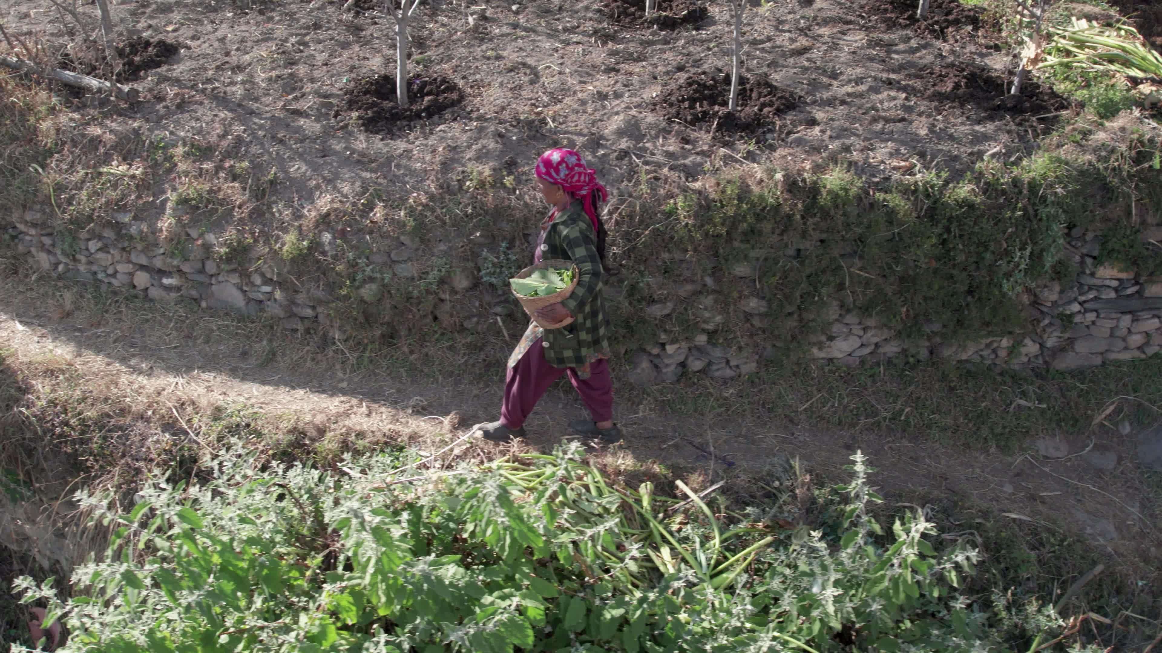 4K drone video of a lady Ayurvedic Doctor Collecting Herbs and Shrubs in a Scenic Mountain Village Terrain