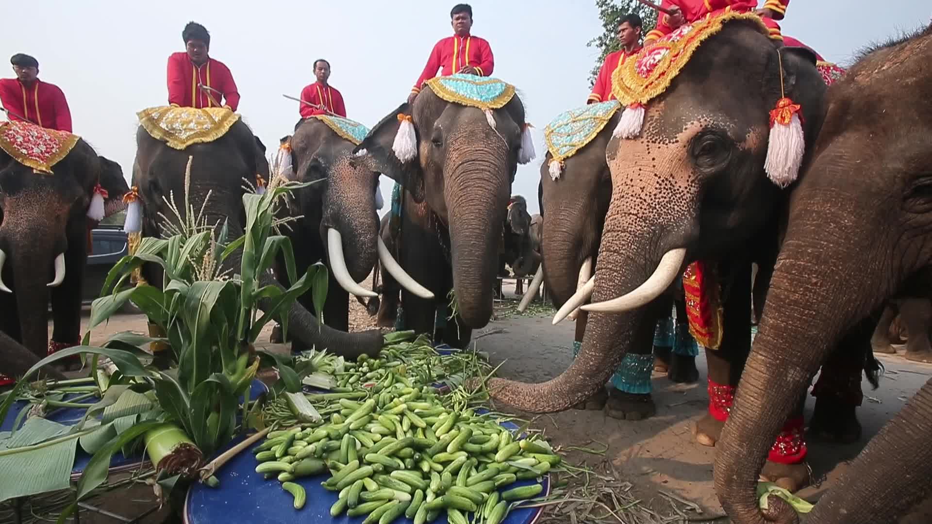Thailand's national elephant day celebration
