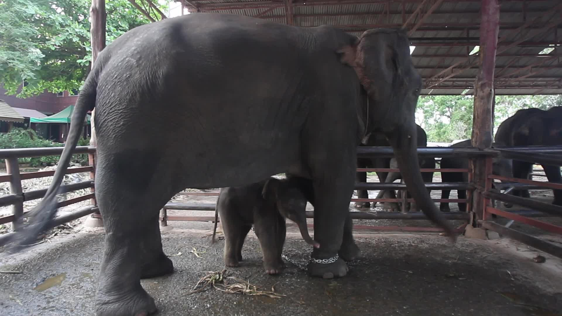 Thailand's national elephant day celebration