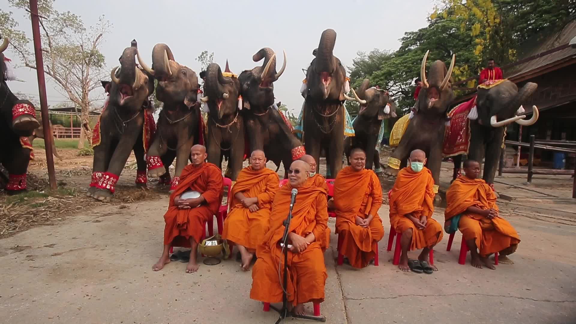 Thailand's national elephant day celebration