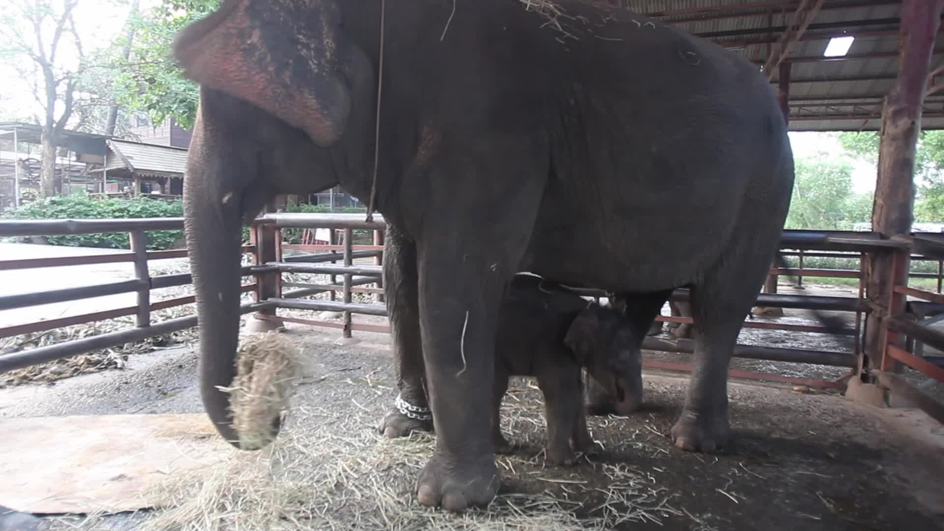 Thailand's national elephant day celebration