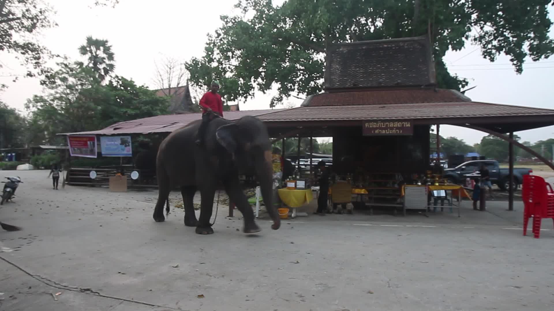 Thailand's national elephant day celebration