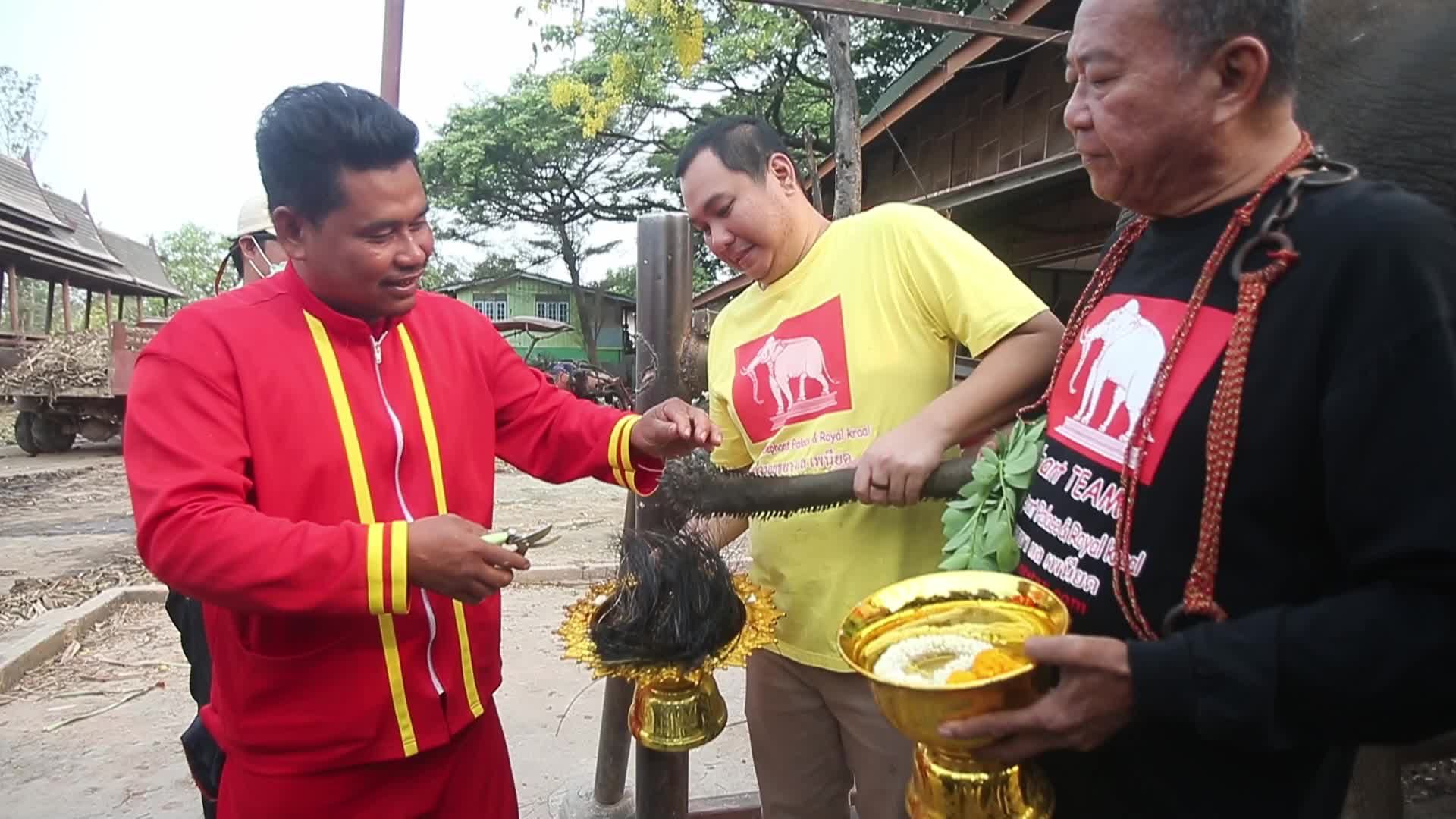 Thailand's national elephant day celebration