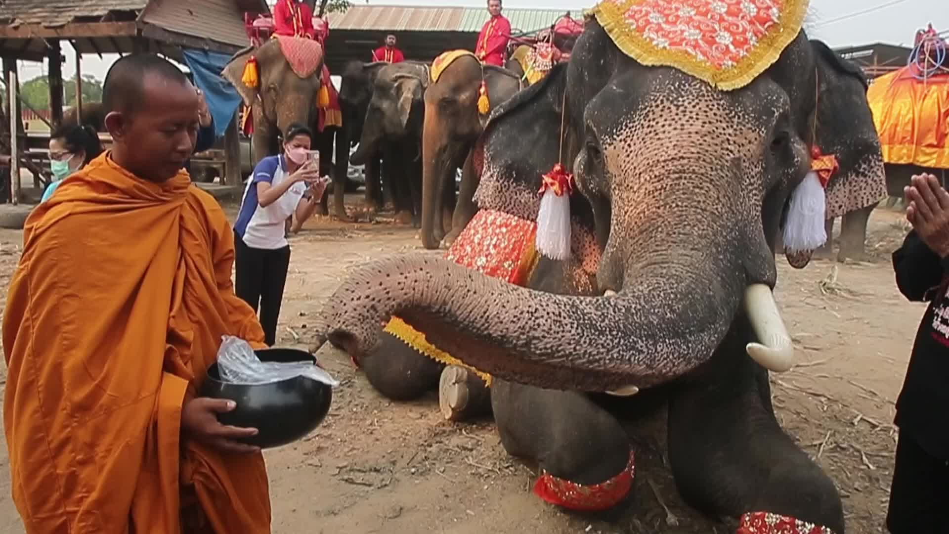 Thailand's national elephant day celebration