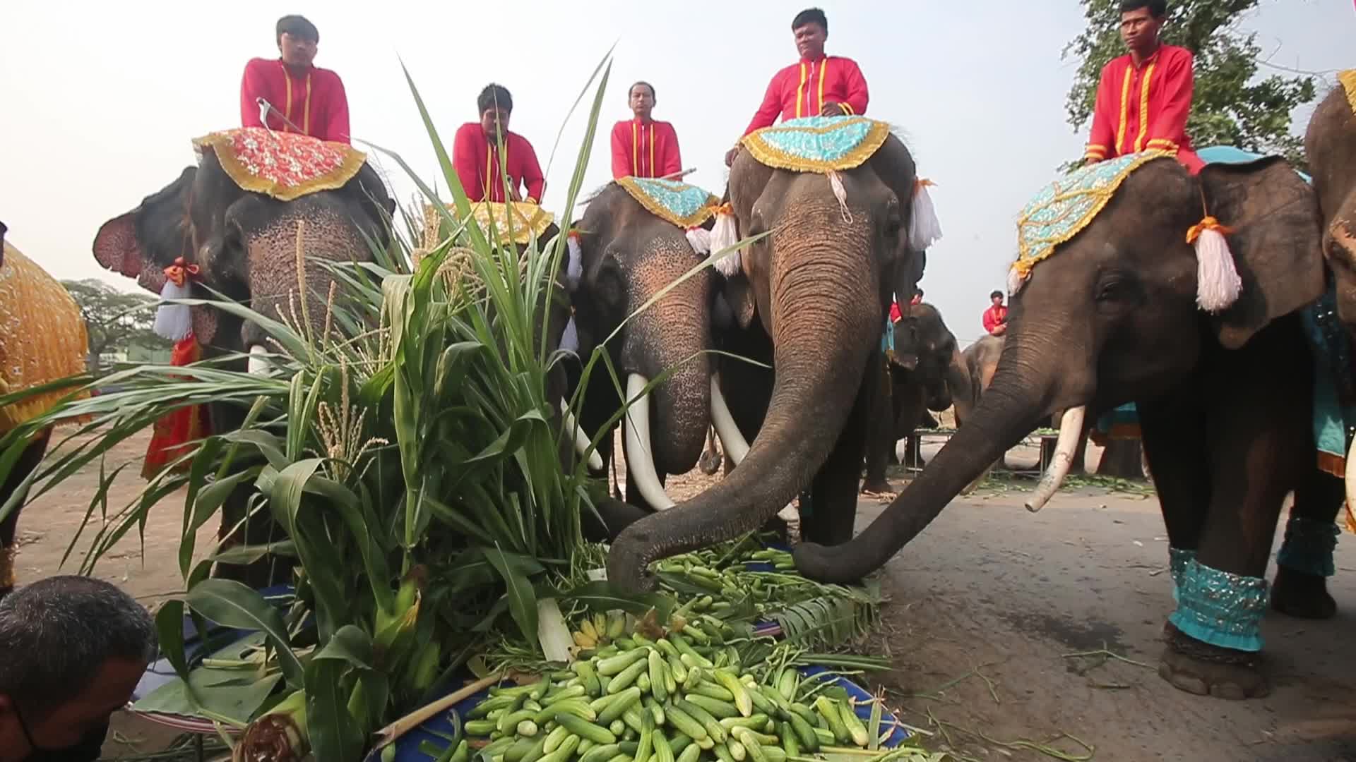 Thailand's national elephant day celebration