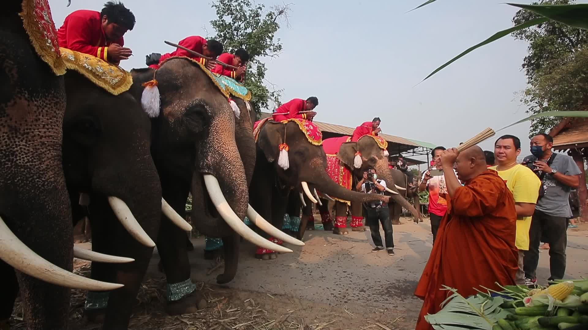 Thailand's national elephant day celebration