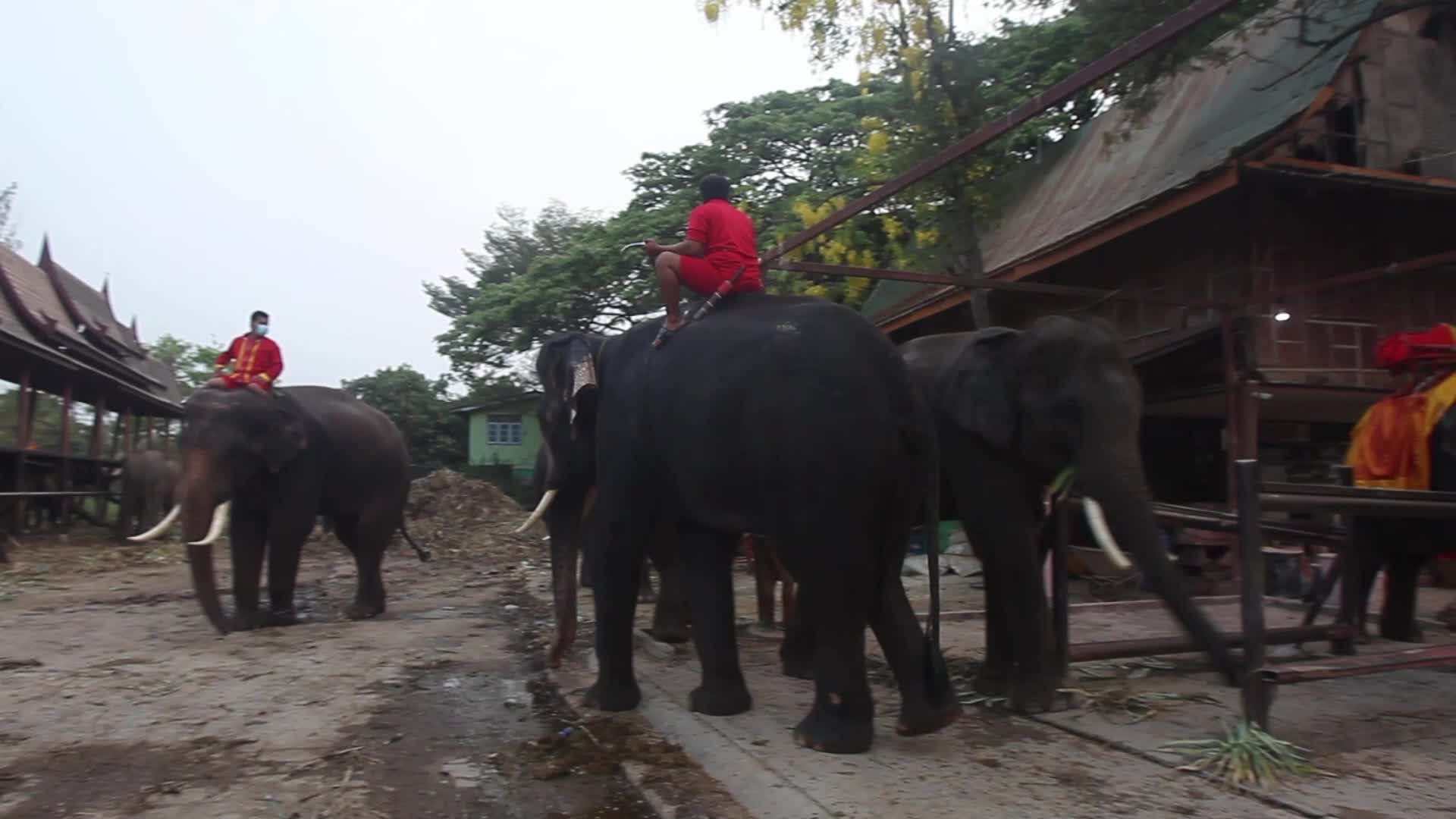 Thailand's national elephant day celebration