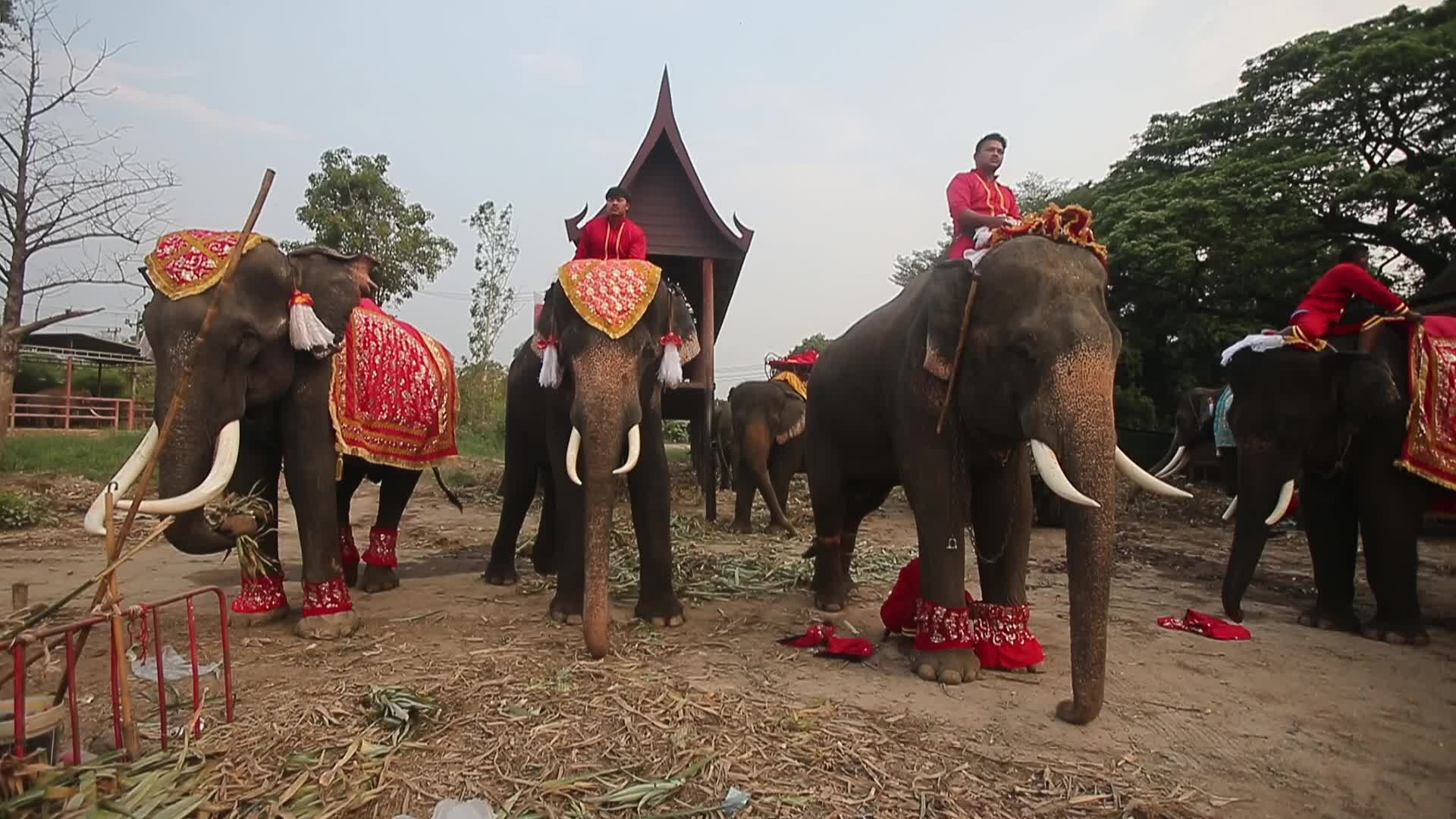 Thailand's national elephant day celebration