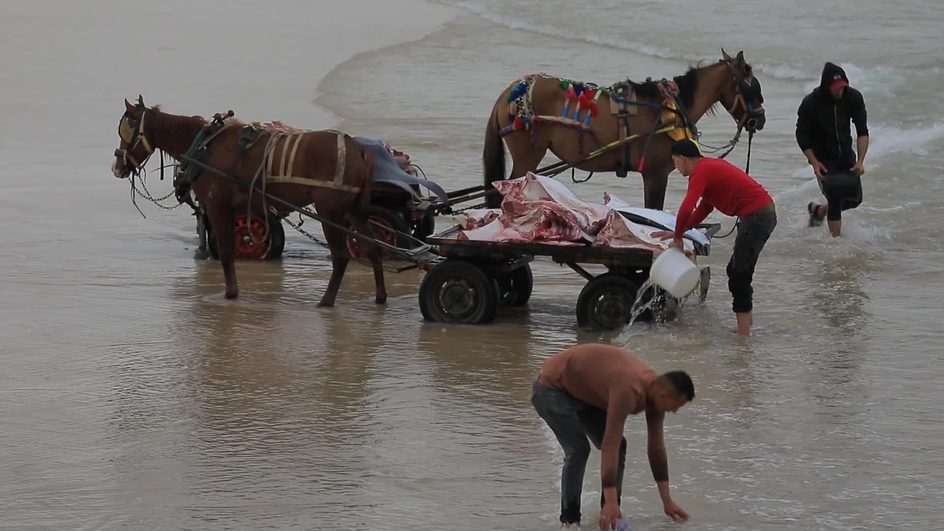 Fishing In Gaza, Palestine