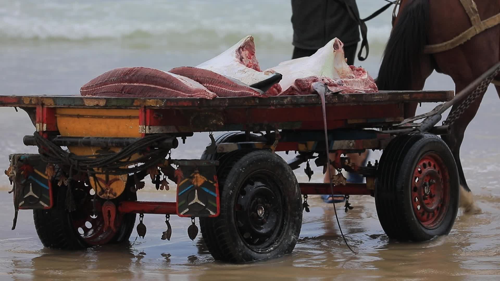 Fishing In Gaza, Palestine