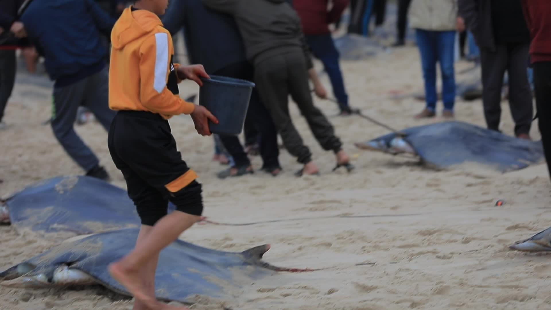 Fishing In Gaza, Palestine