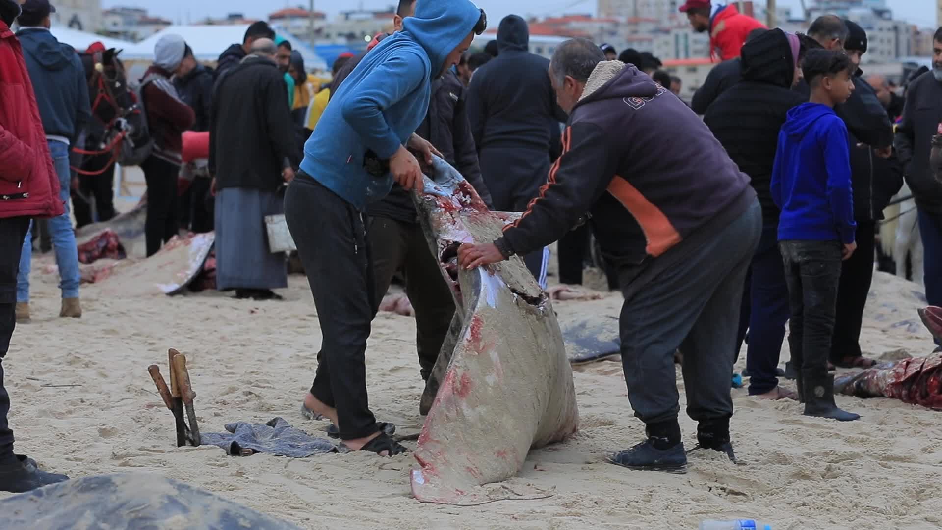 Fishing In Gaza, Palestine