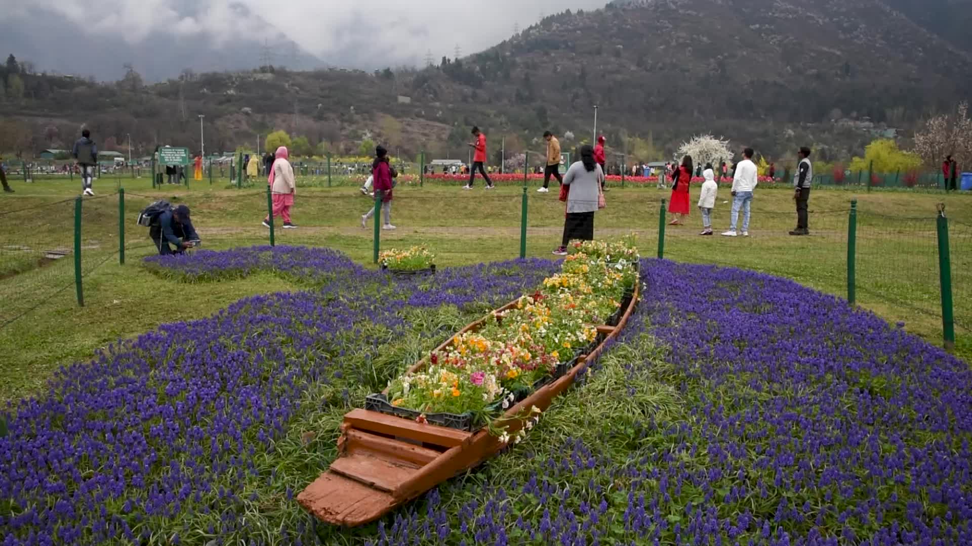 Tulip garden has been opened to the public in Kashmir.