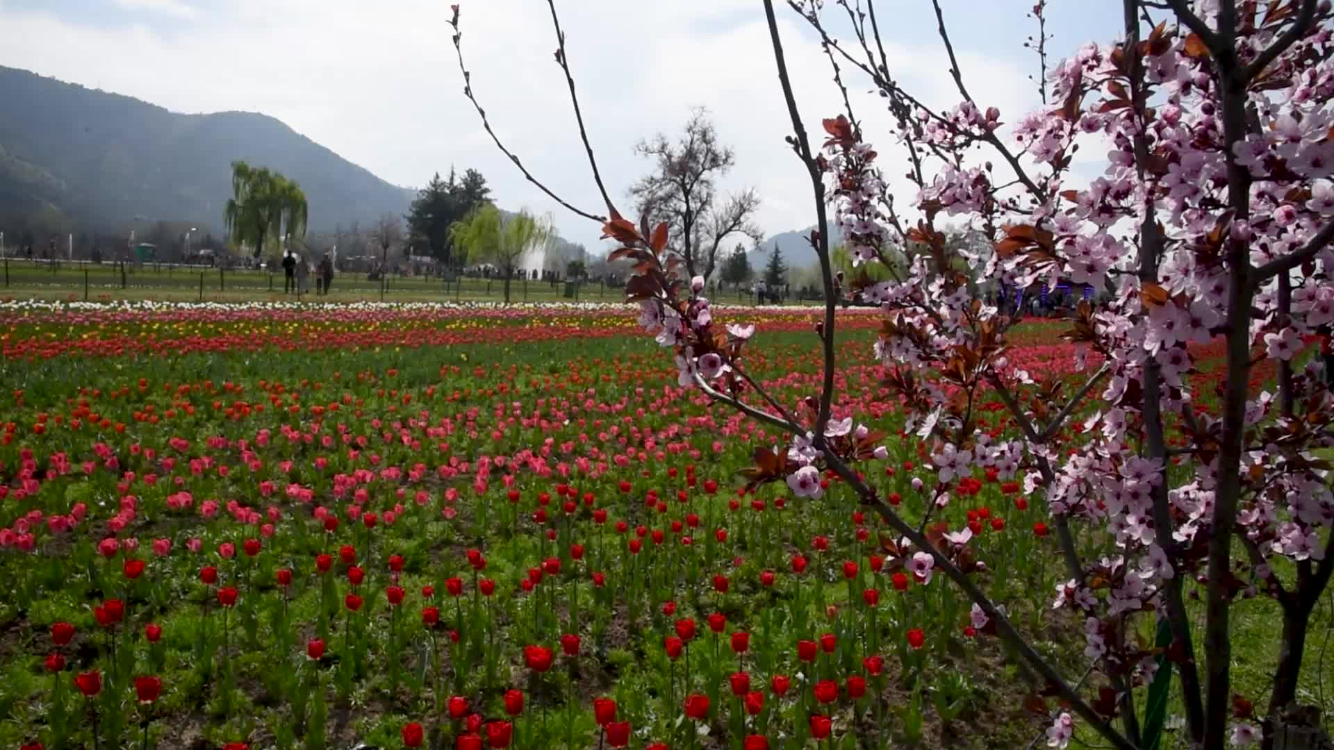 Tulip garden has been opened to the public in Kashmir.