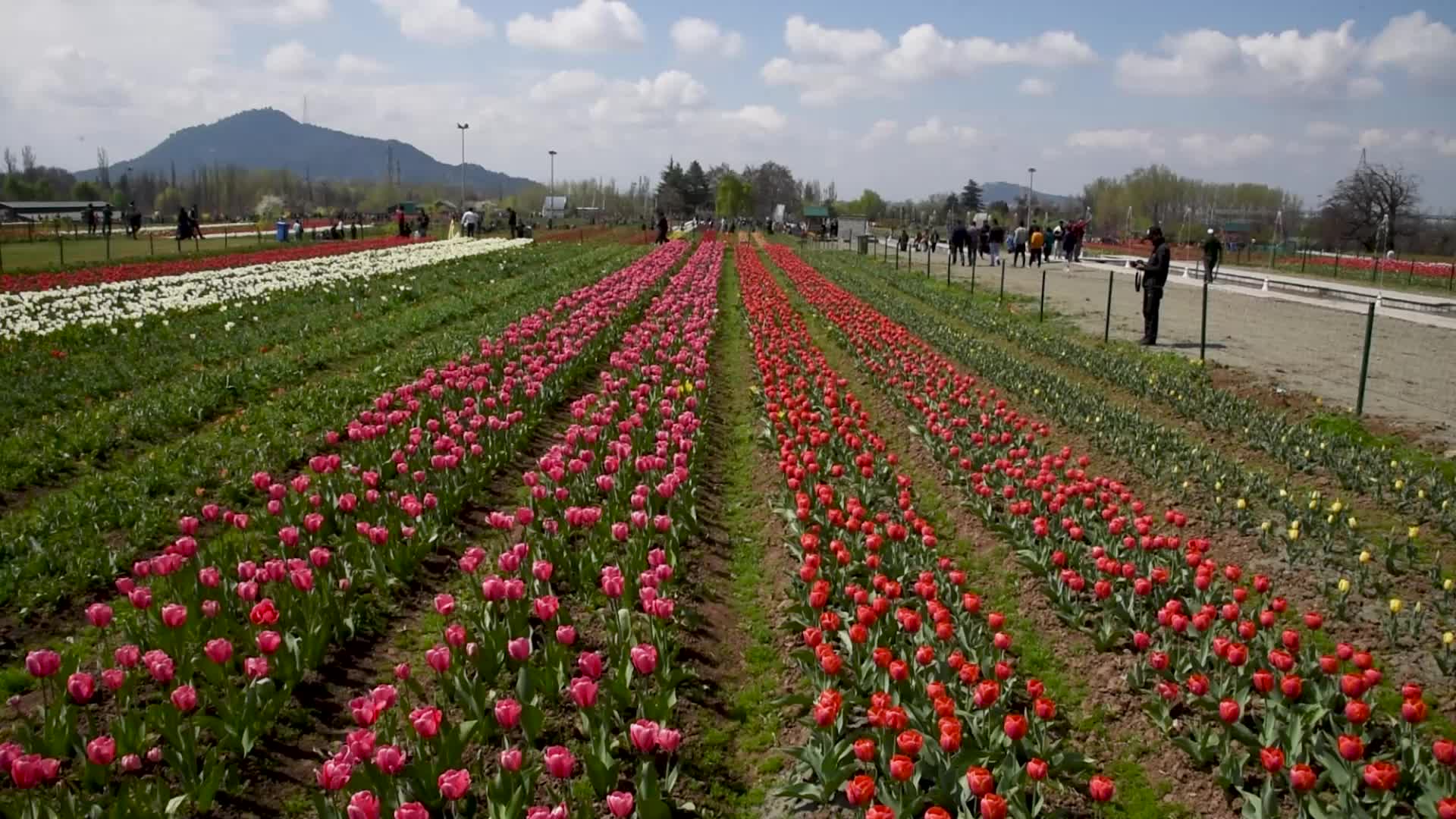 Tulip garden has been opened to the public in Kashmir.