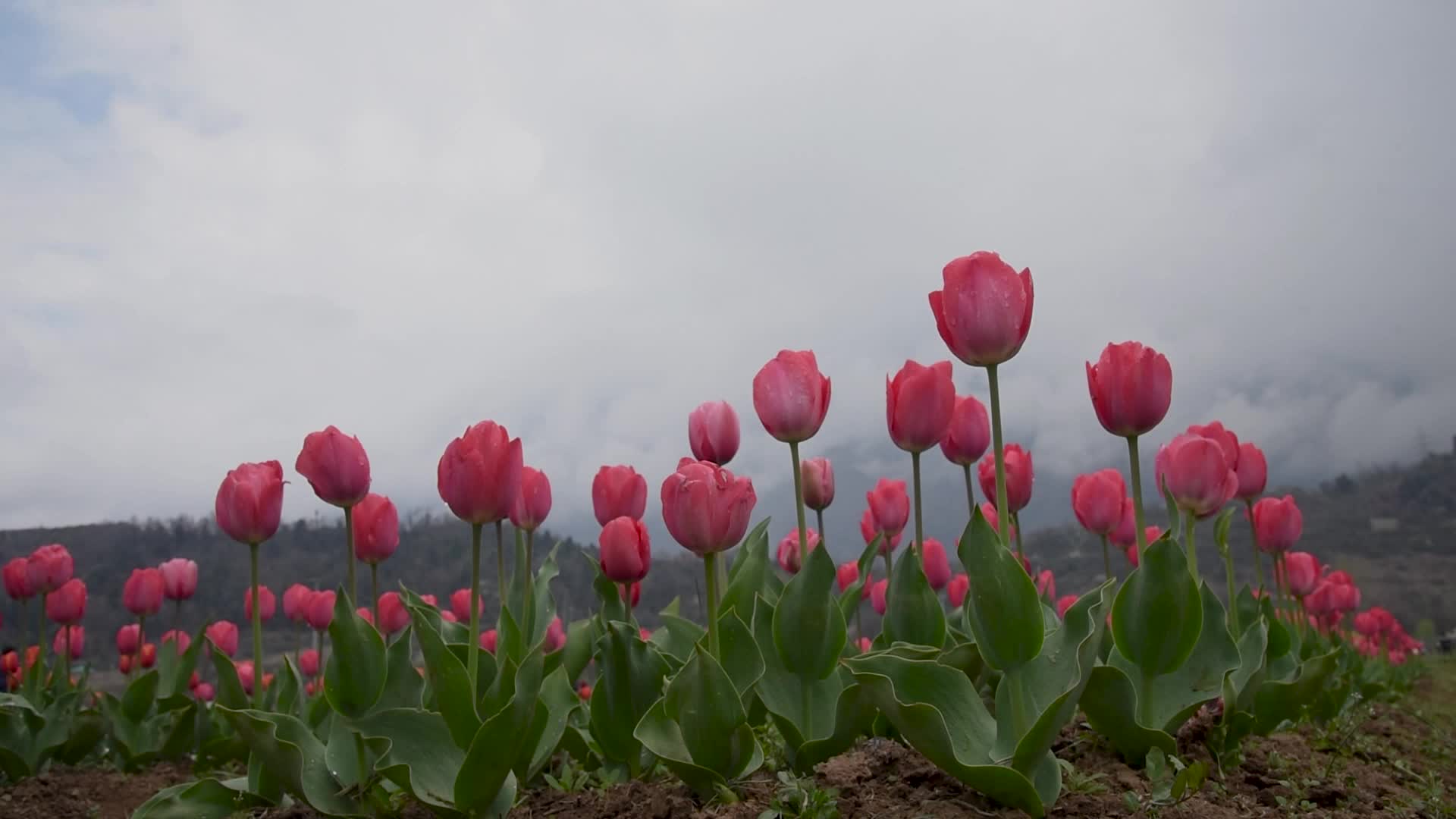 Tulip garden has been opened to the public in Kashmir.