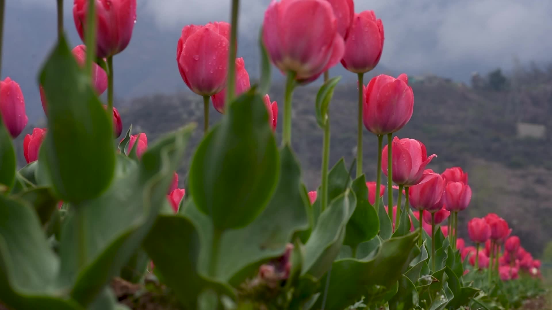 Tulip garden has been opened to the public in Kashmir.