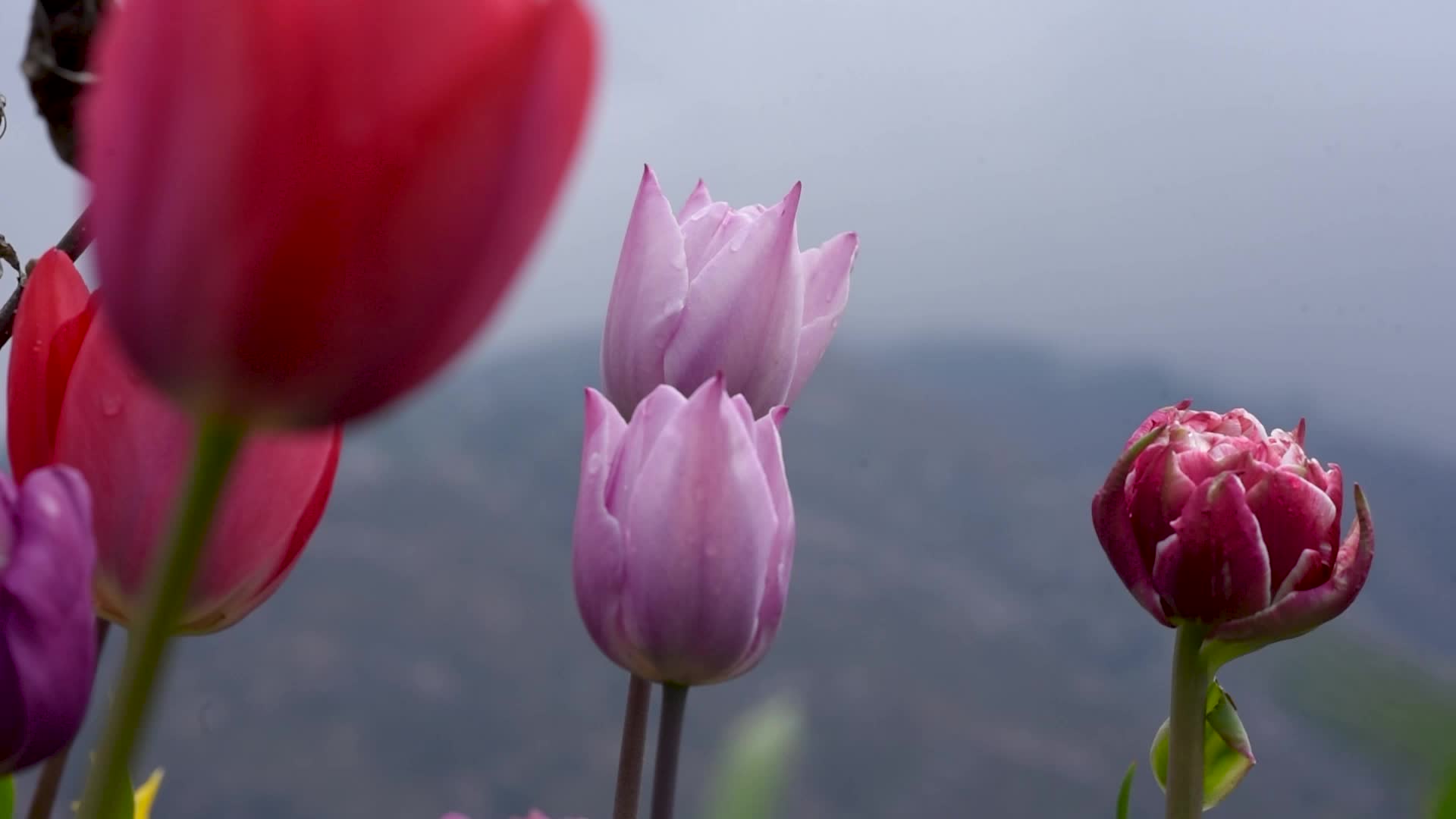 Tulip garden has been opened to the public in Kashmir.