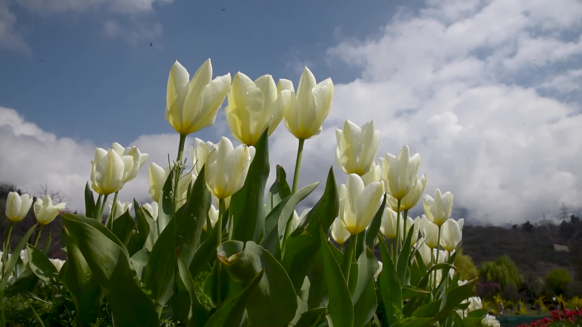 Tulip garden has been opened to the public in Kashmir.