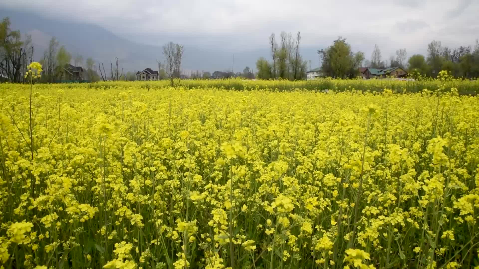 Spring season in Kashmir.