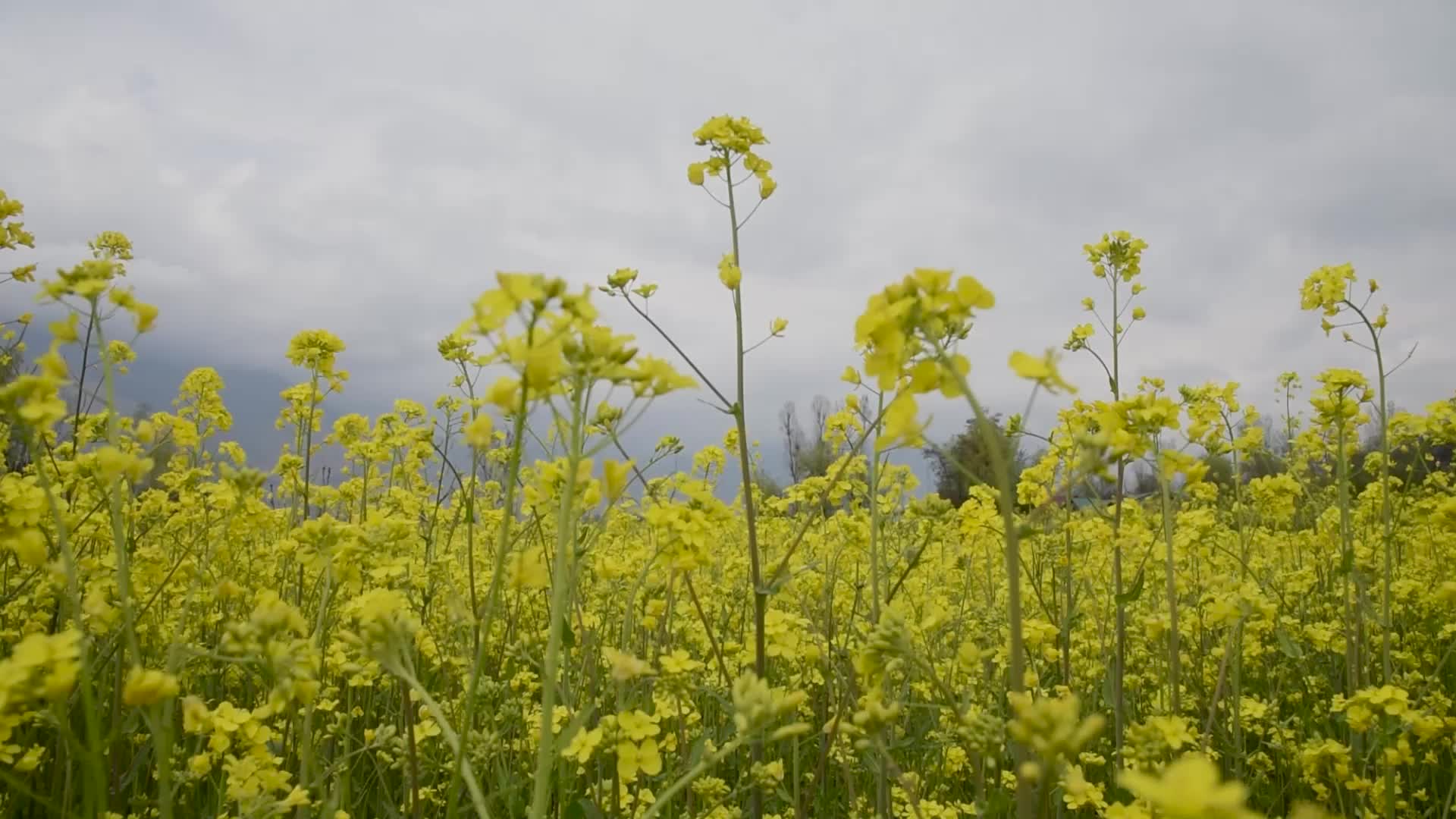Spring season in Kashmir.