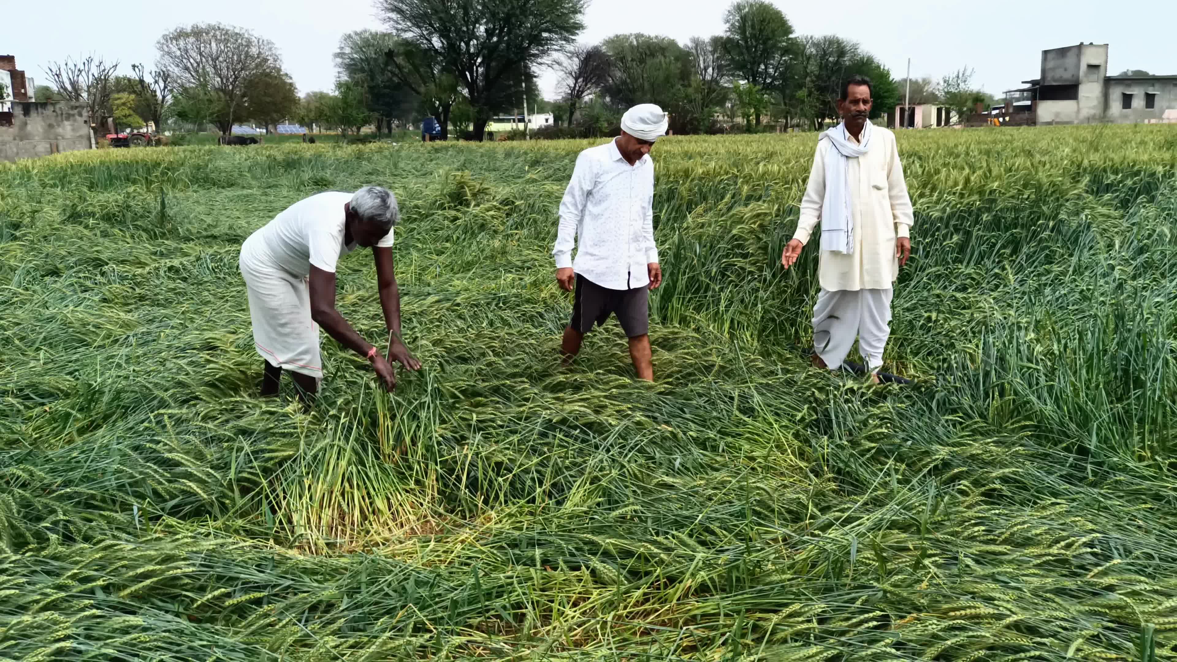 Hailstorm in Rajasthan 
