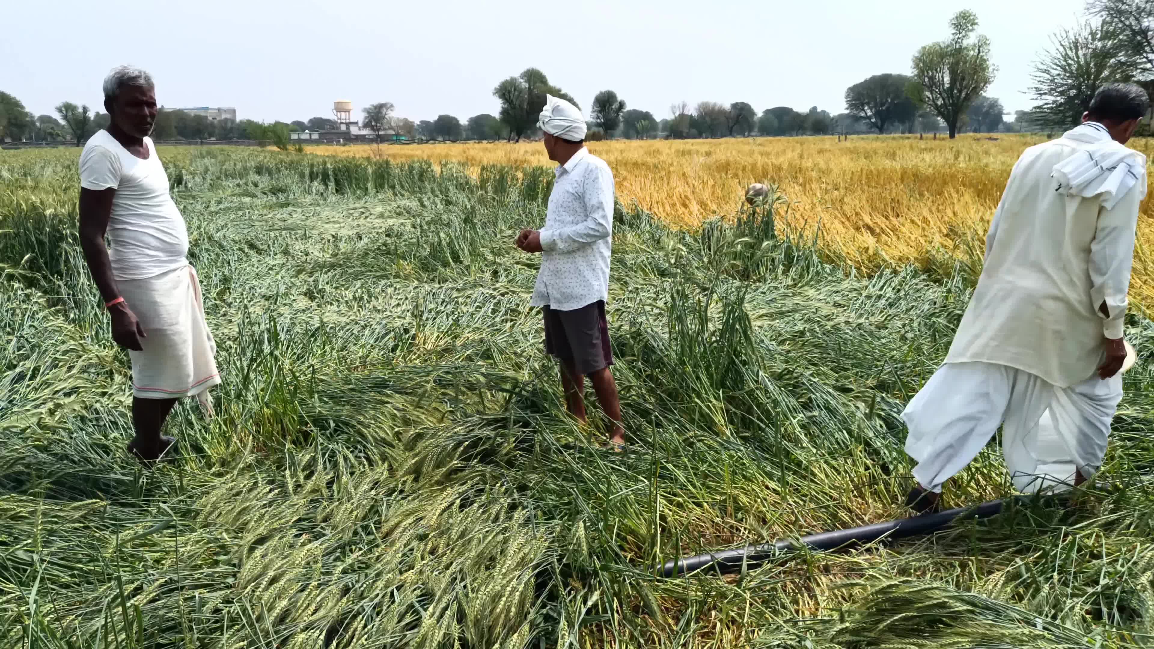 Hailstorm in Rajasthan 