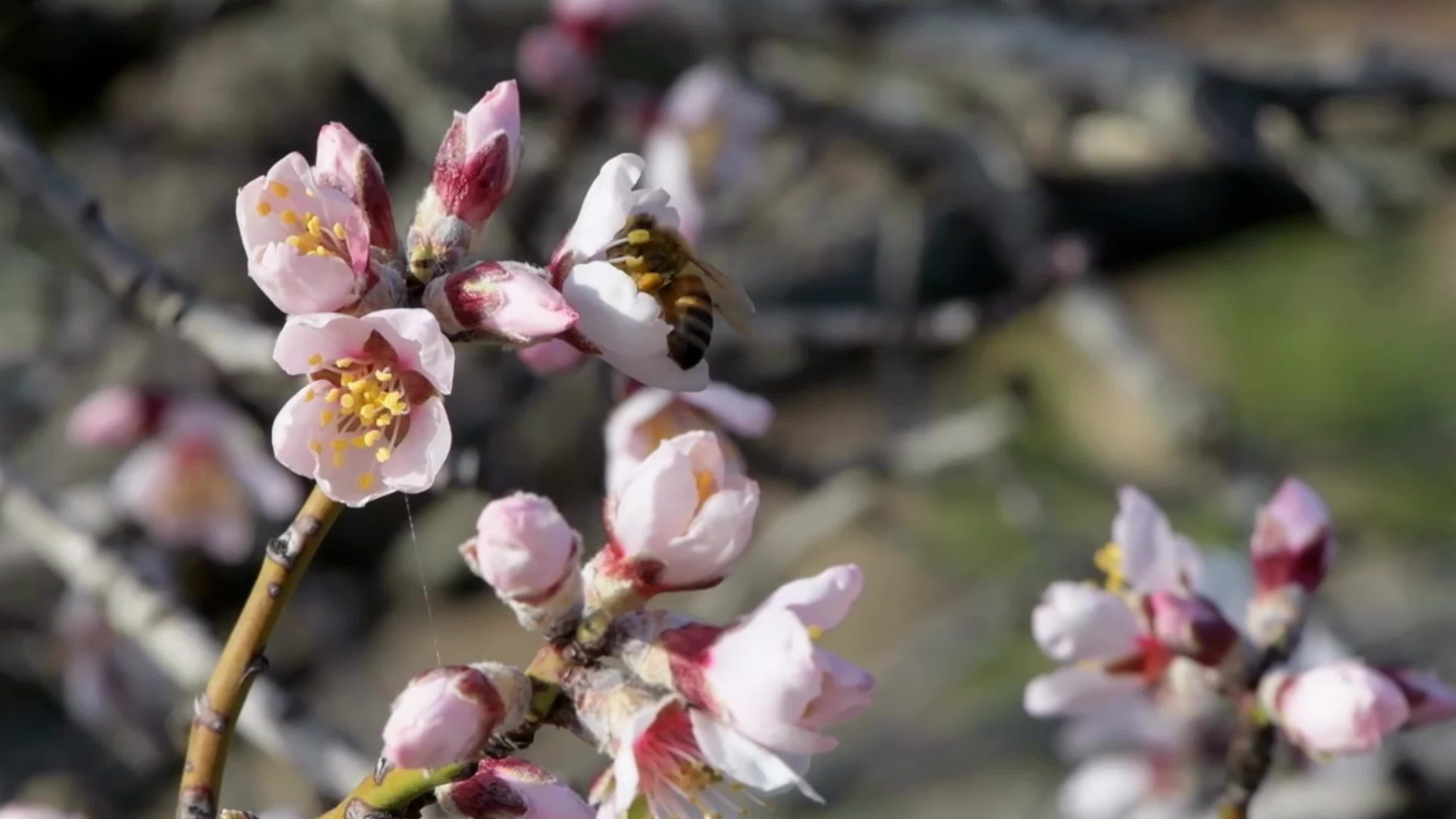 Spring In Italy