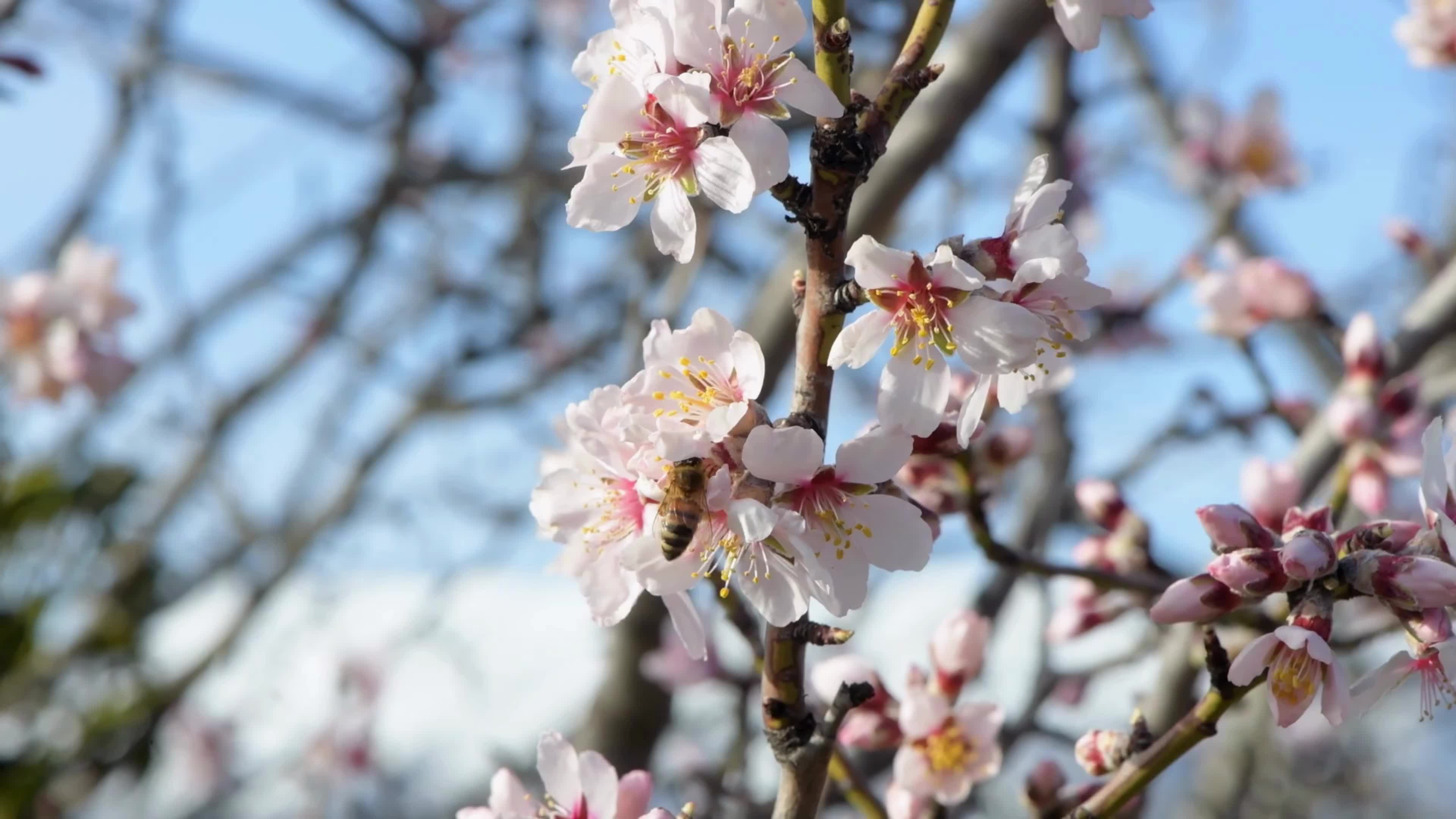 Spring In Italy