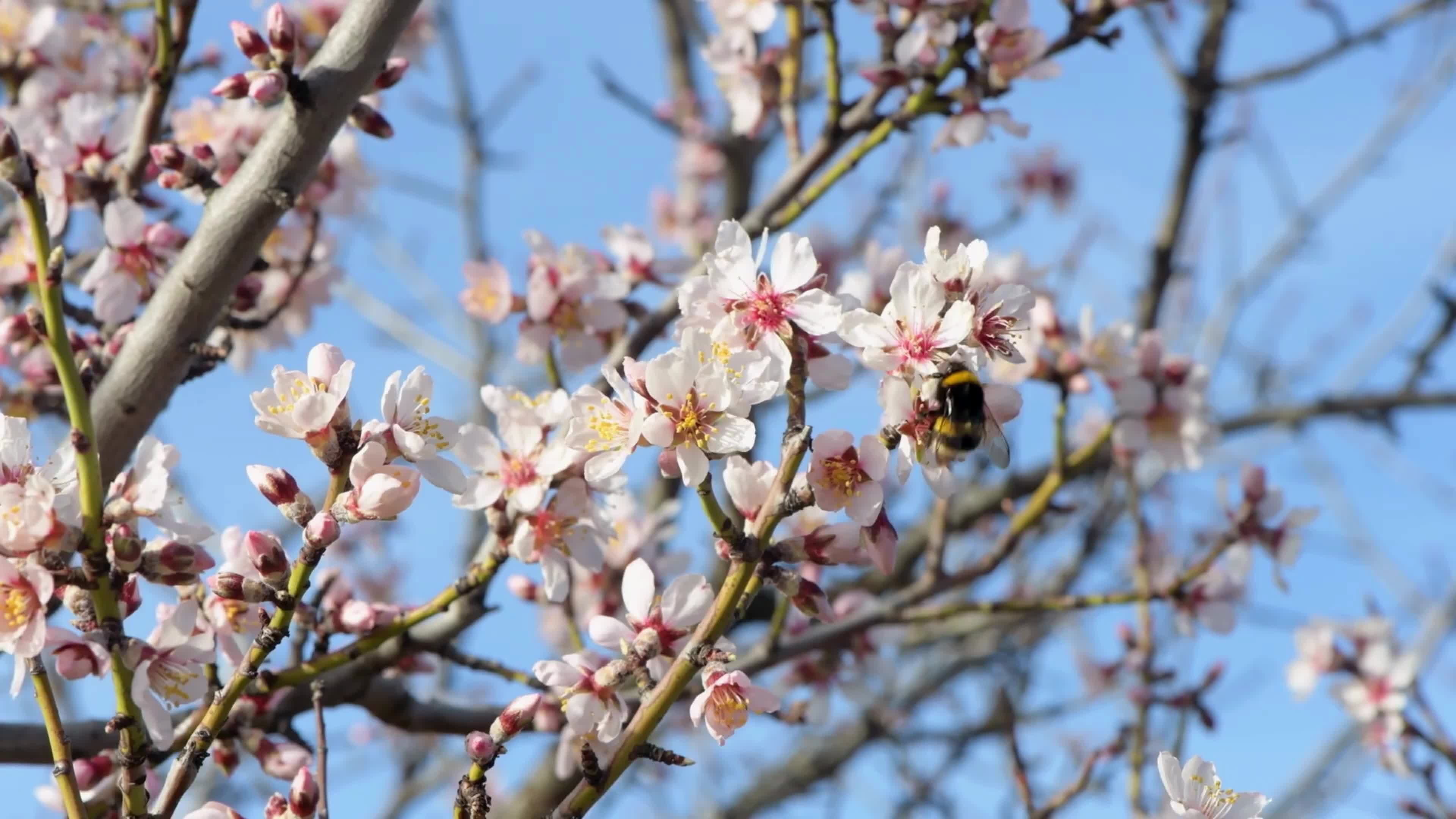 Spring In Italy