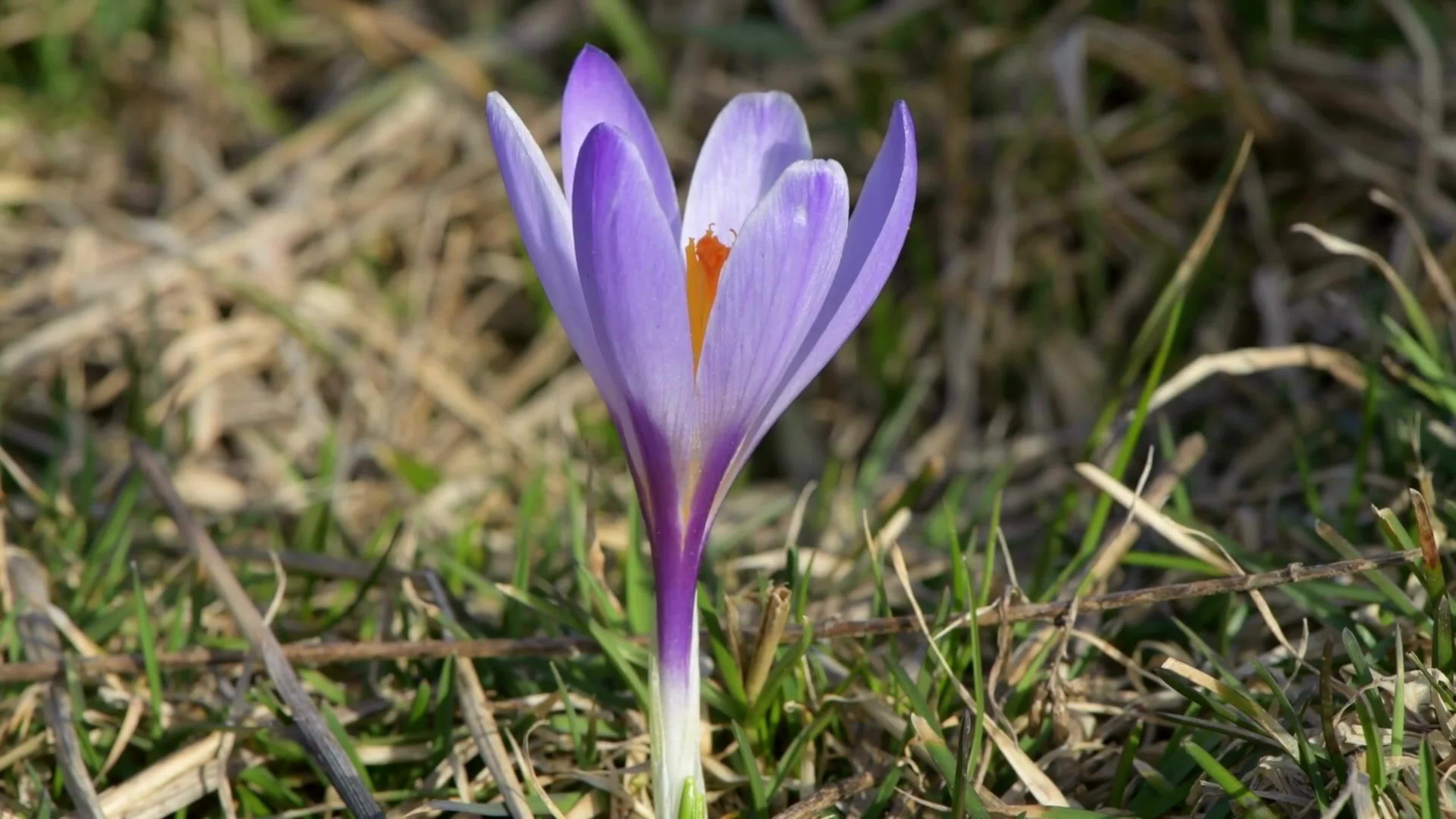 Spring In Italy