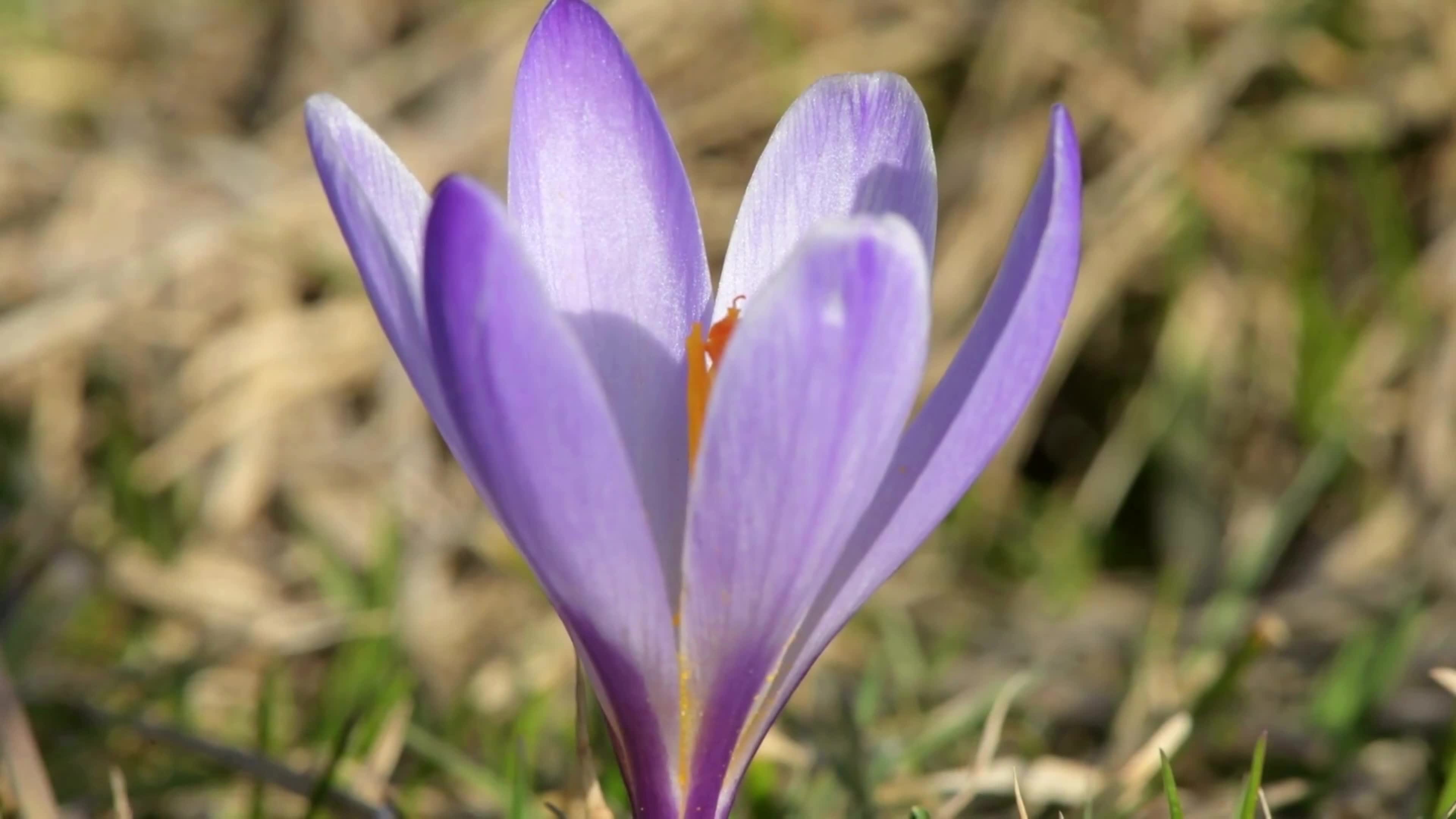 Spring In Italy