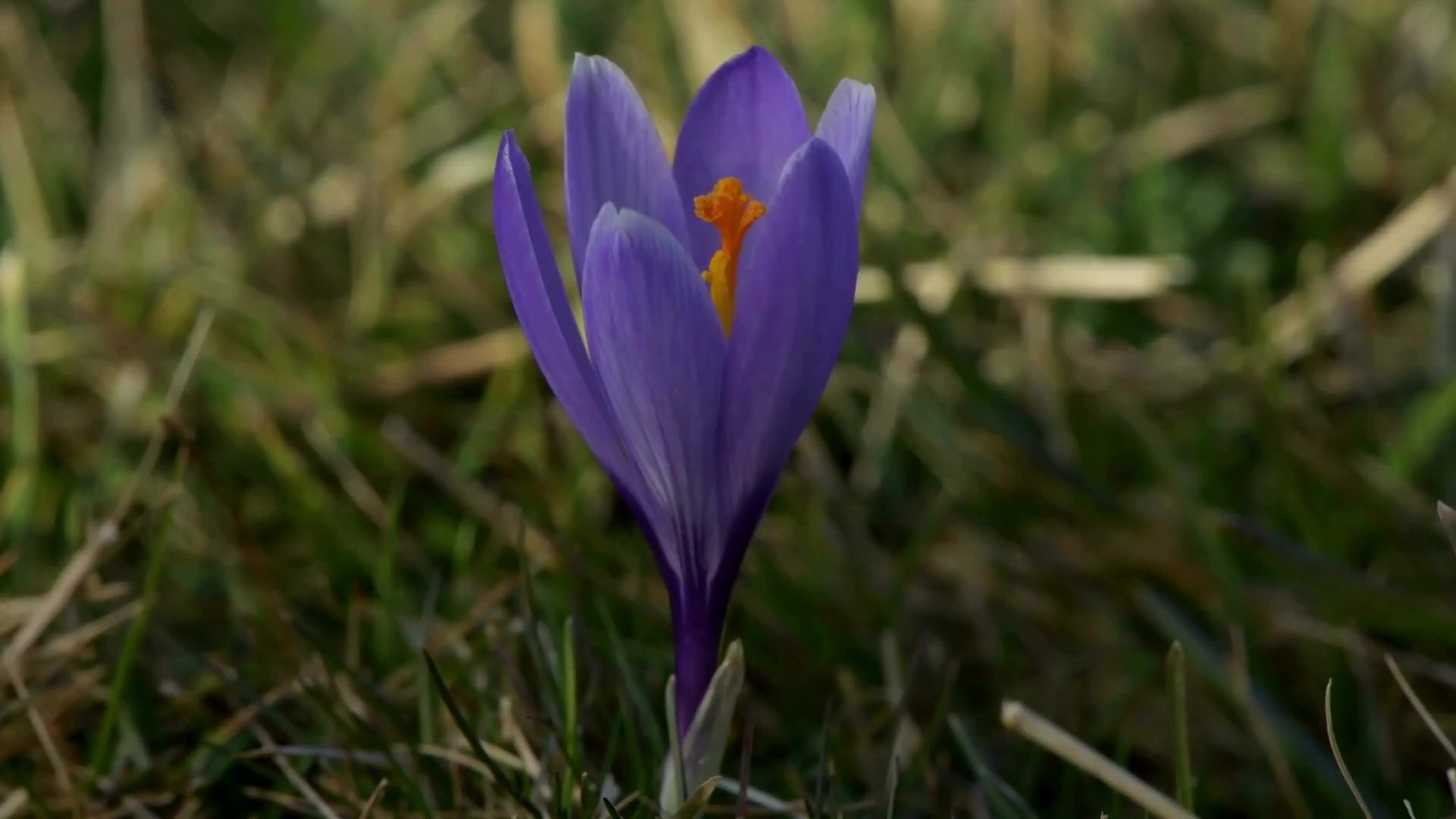 Spring In Italy
